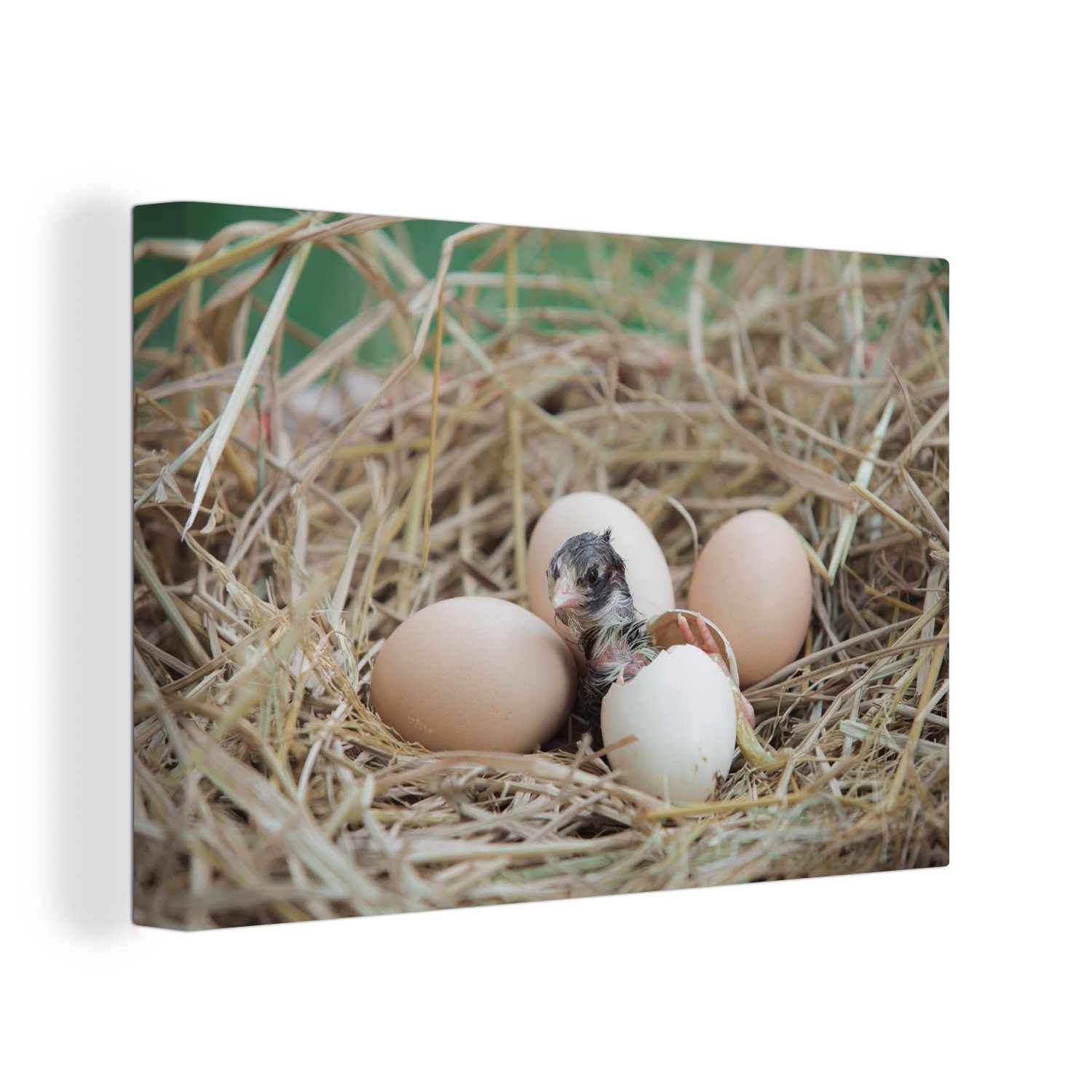 OneMillionCanvasses® Leinwandbild Neugeborenes Huhn, das aus dem Ei schlüpft, (1 St), Wandbild Leinwandbilder, Aufhängefertig, Wanddeko, 30x20 cm