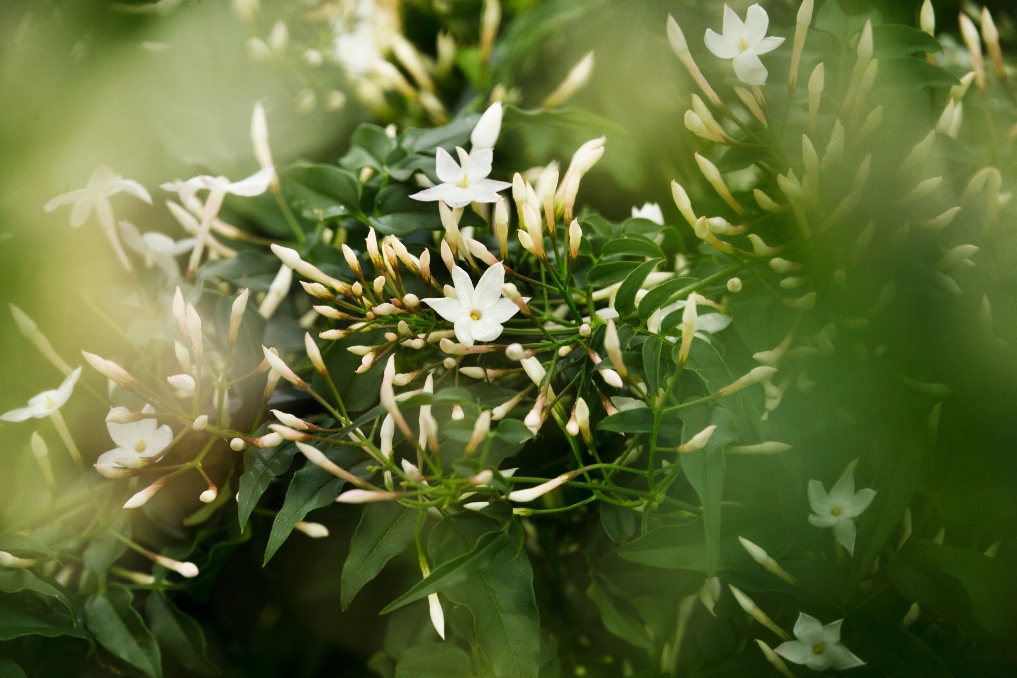 meinvipshop Kübelpflanzen Duftjasmin 60 cm weiss duftend