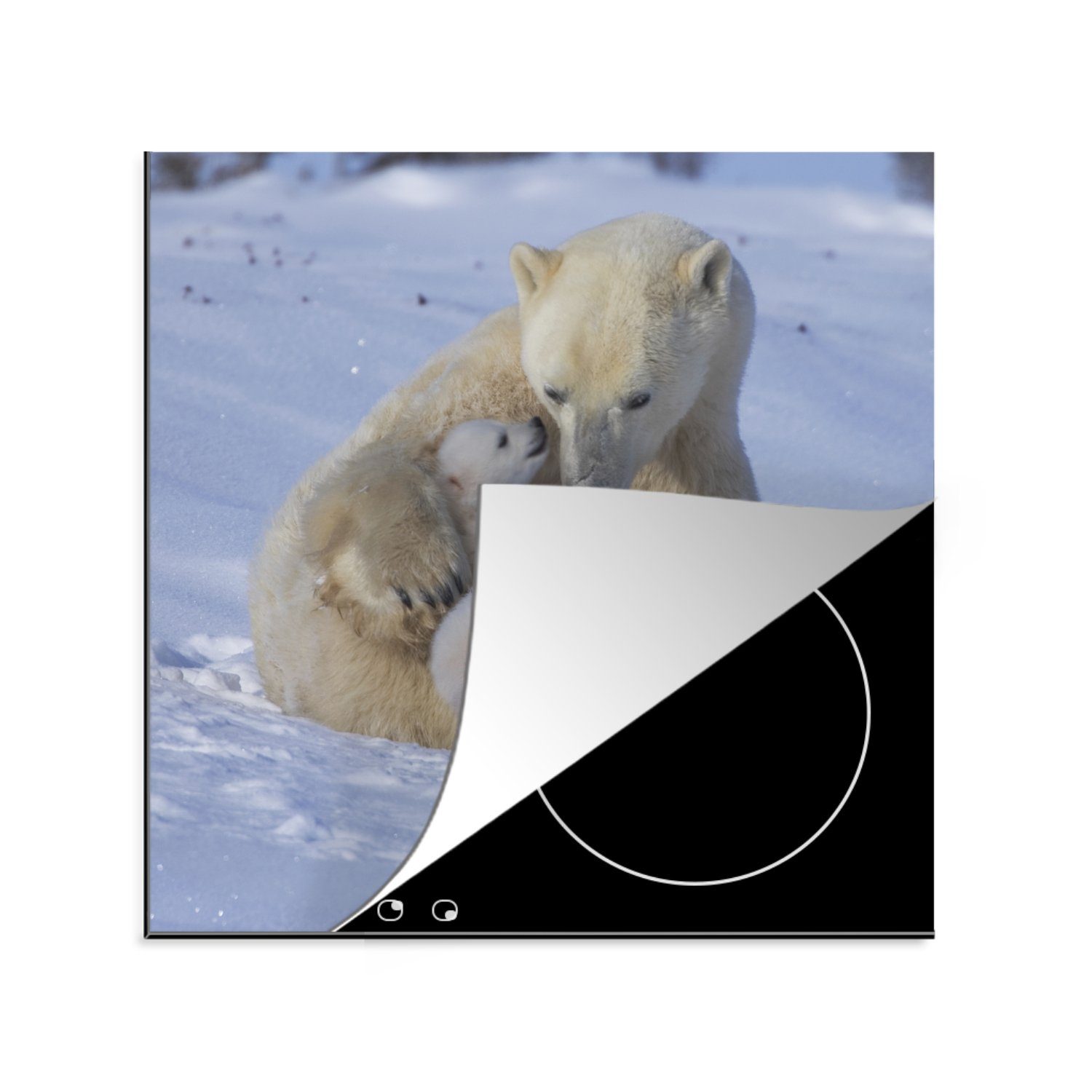 MuchoWow Herdblende-/Abdeckplatte Eisbären - Schnee - Weiß, Vinyl, (1 tlg), 78x78 cm, Ceranfeldabdeckung, Arbeitsplatte für küche