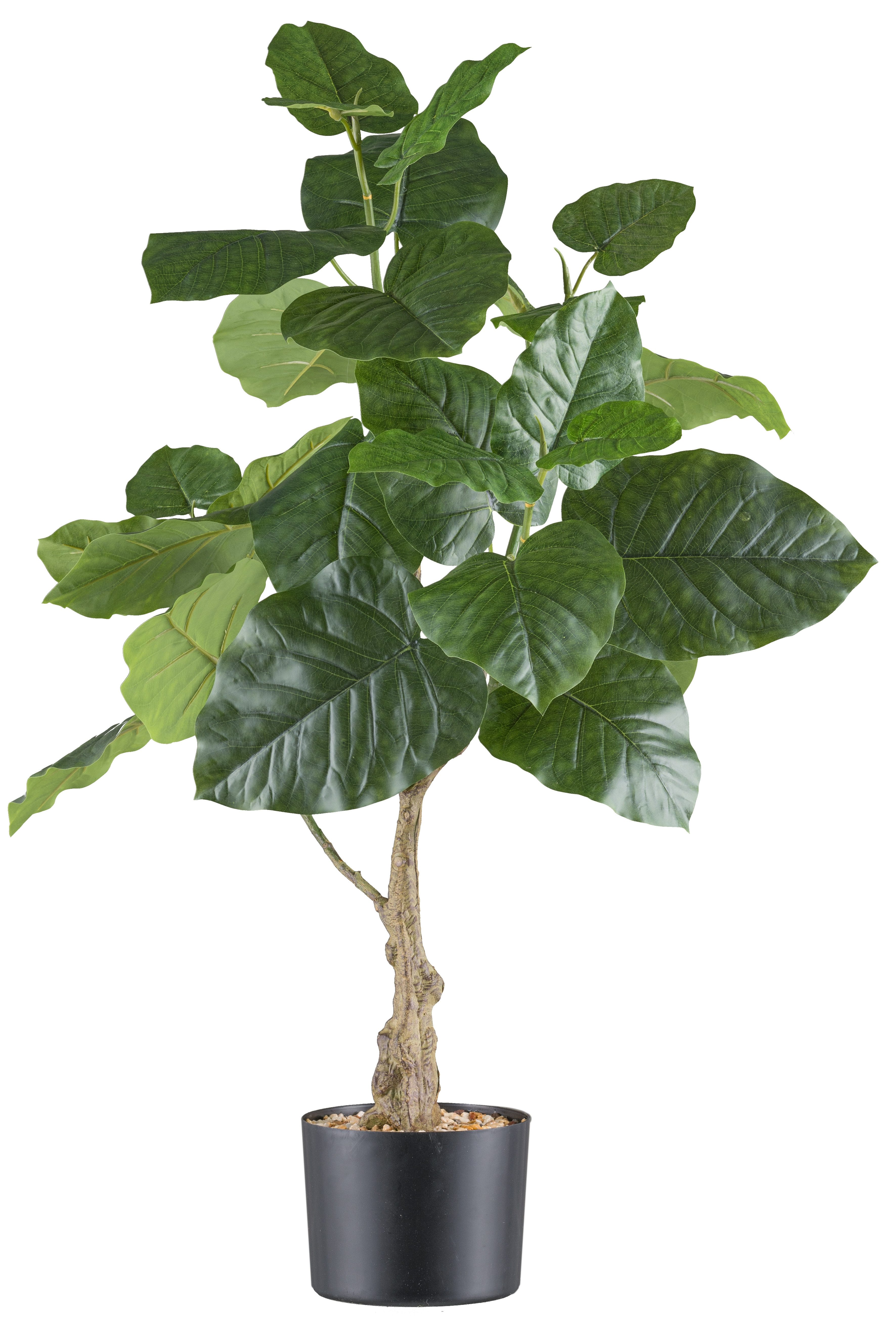 Kunstpflanze Ficus petiolaris