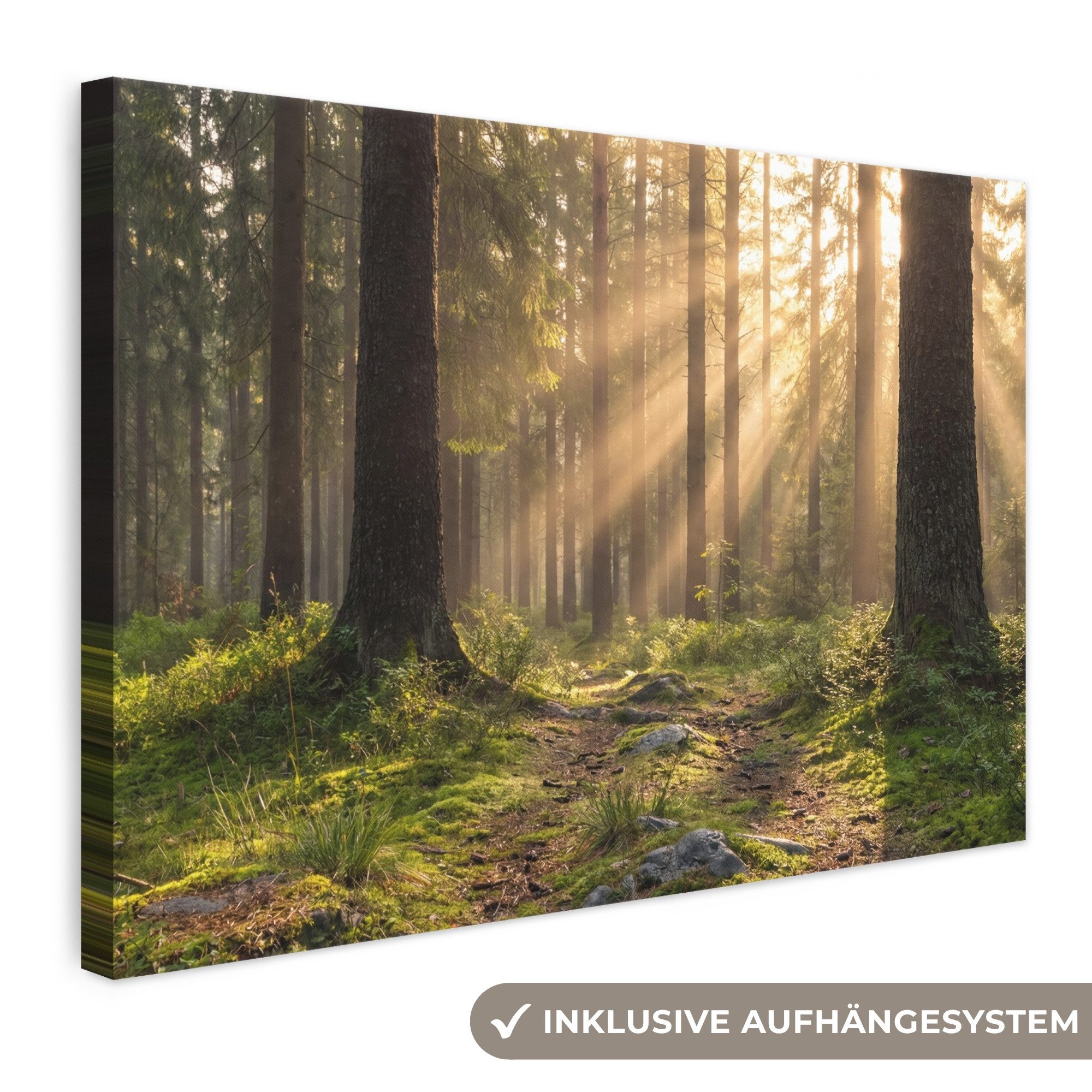 OneMillionCanvasses® Leinwandbild Wald - Sonnenlicht - Gras, Fotodruck (1 St), Leinwand Bilder Klein, Wand Dekoration Aesthetic 30x20 cm