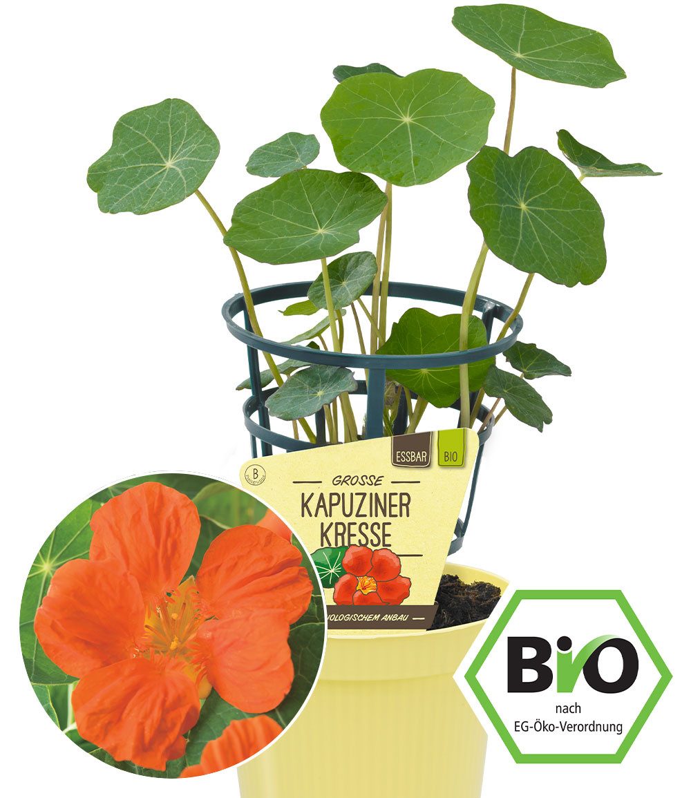 BALDUR Garten Gewürzkraut BIO Kapuzienerkresse, 1 St., Rankpflanze, essbar, pflegeleicht