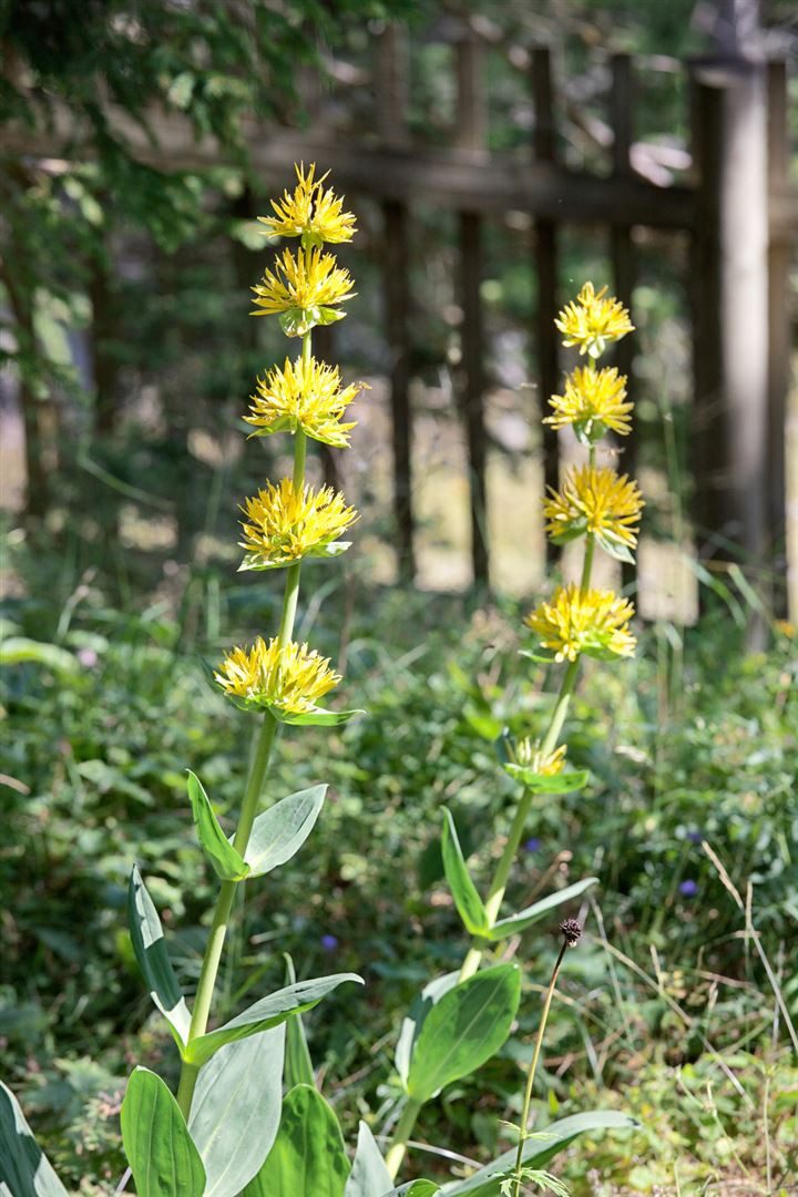 Pflanzen für Dich Staude Gentiana lutea, 1 St., Gelber Enzian, Bitterwurz