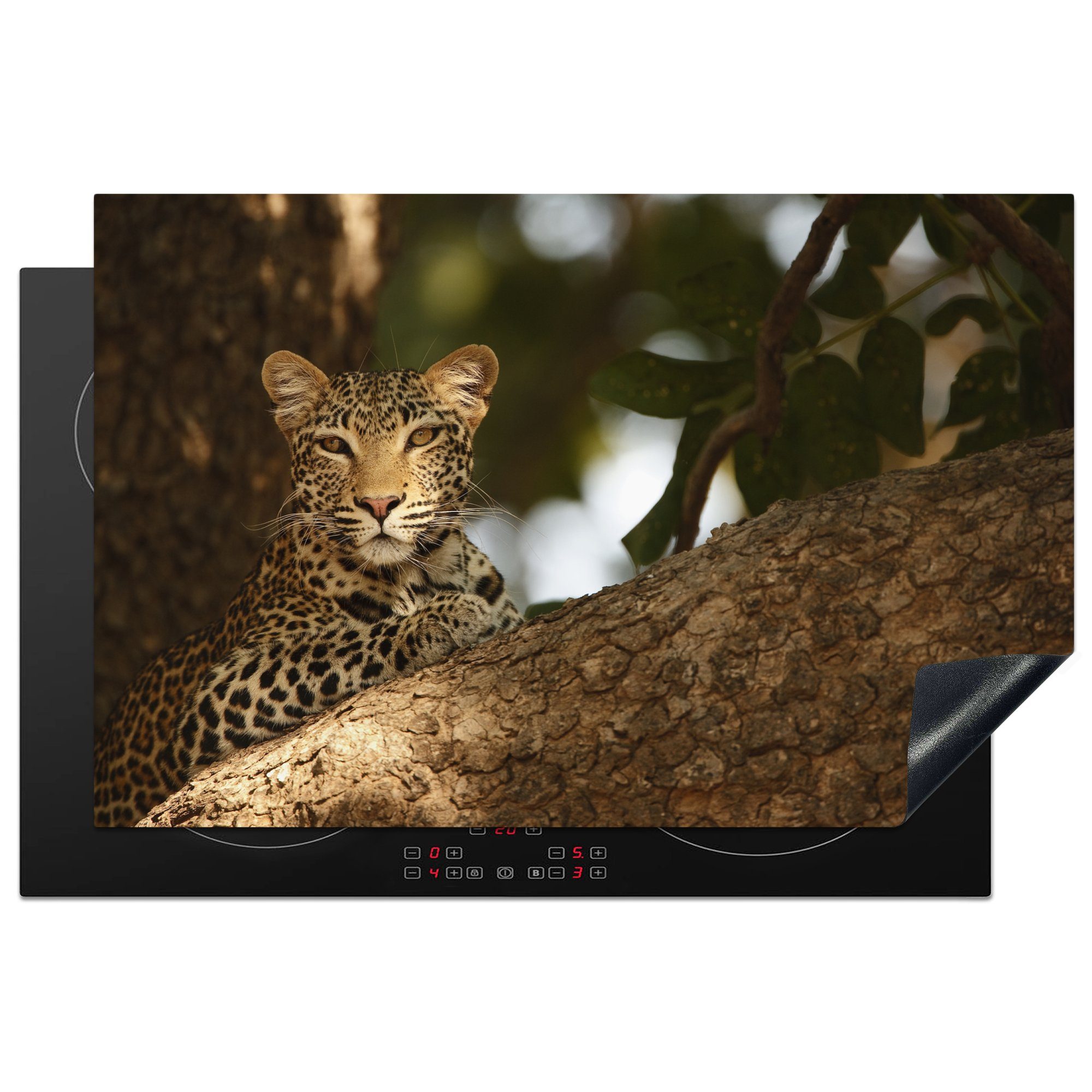 MuchoWow Herdblende-/Abdeckplatte Leopard auf Sambia, einem in Ceranfeldabdeckung (1 Induktionskochfeld Schutz tlg), Vinyl, für küche, 81x52 die Baum cm