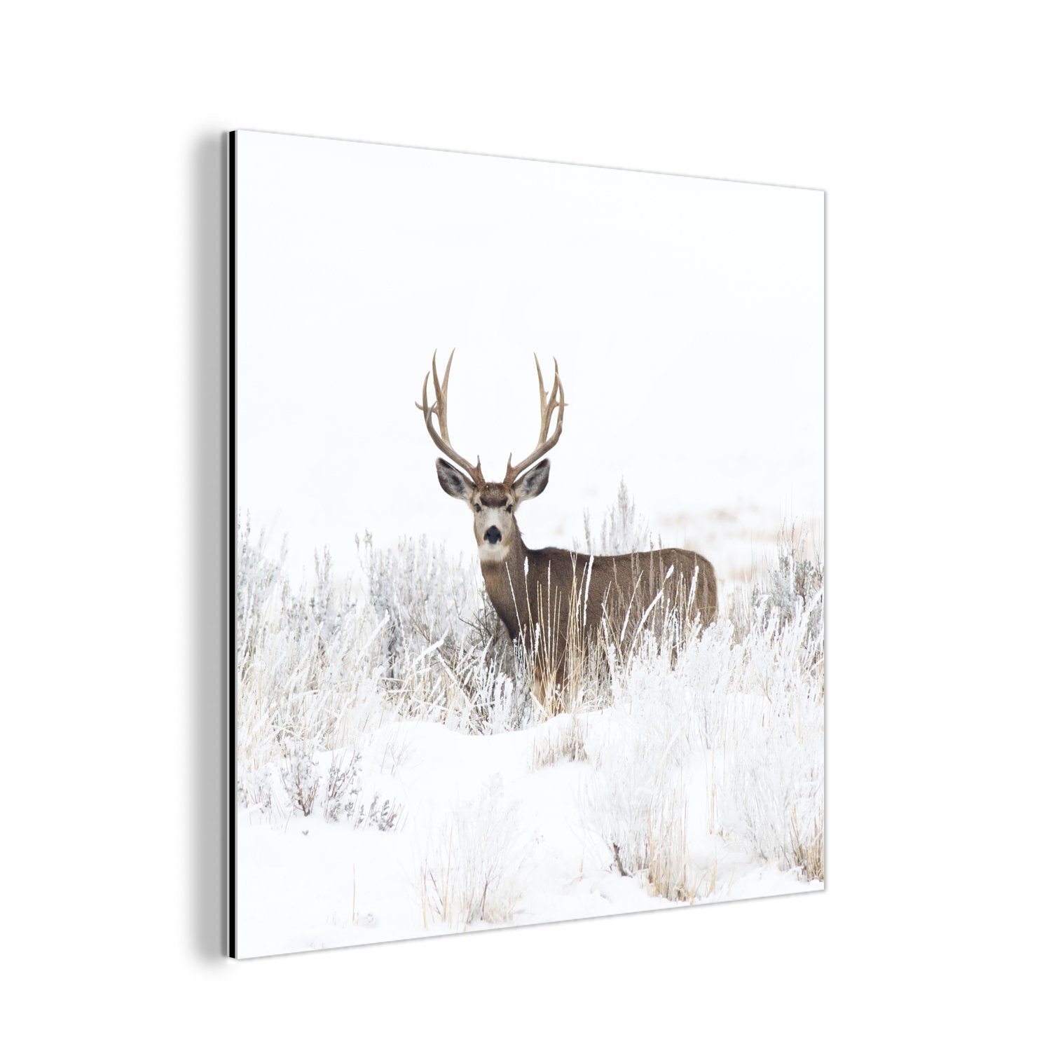 St), Hirsche aus Winter Alu-Dibond-Druck, Gemälde - - Metallbild Tiere Jahreszeiten (1 - Schnee Weiß, Metall, MuchoWow - - Aluminium deko