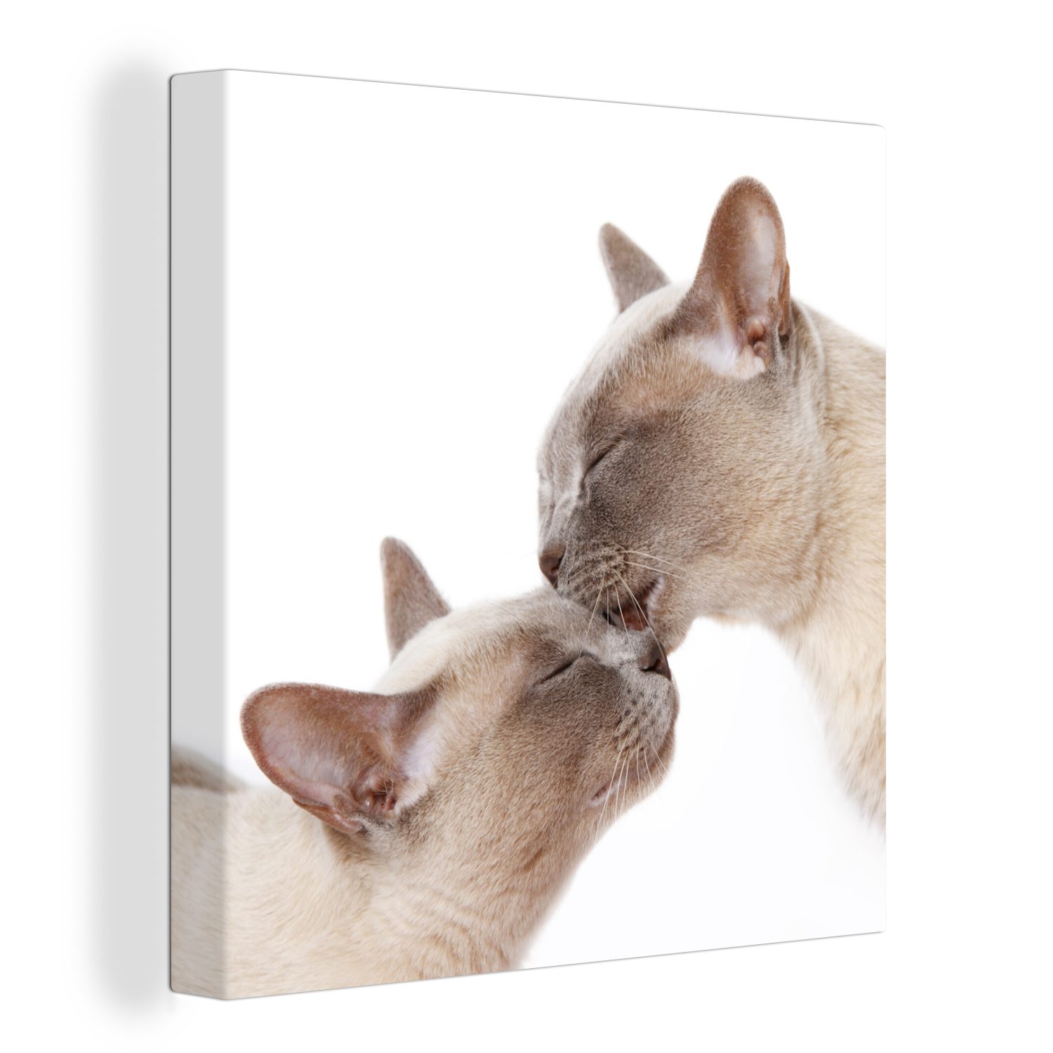 OneMillionCanvasses® Leinwandbild Zwei süße burmesische Katzen kuscheln, (1 St), Leinwand Bilder für Wohnzimmer Schlafzimmer