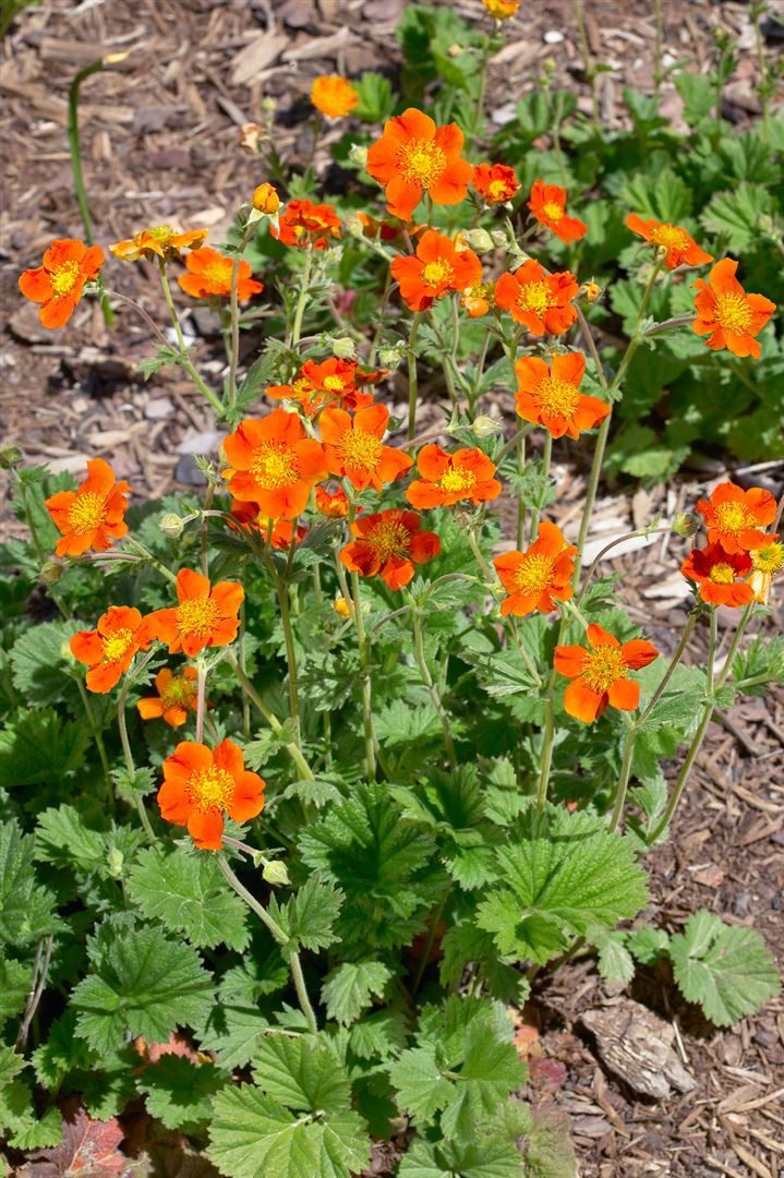 Pflanzen für Dich Staude Geum coccineum Werner Arends, 1 St., Nelkenwurz, Rote Nelkenwurz