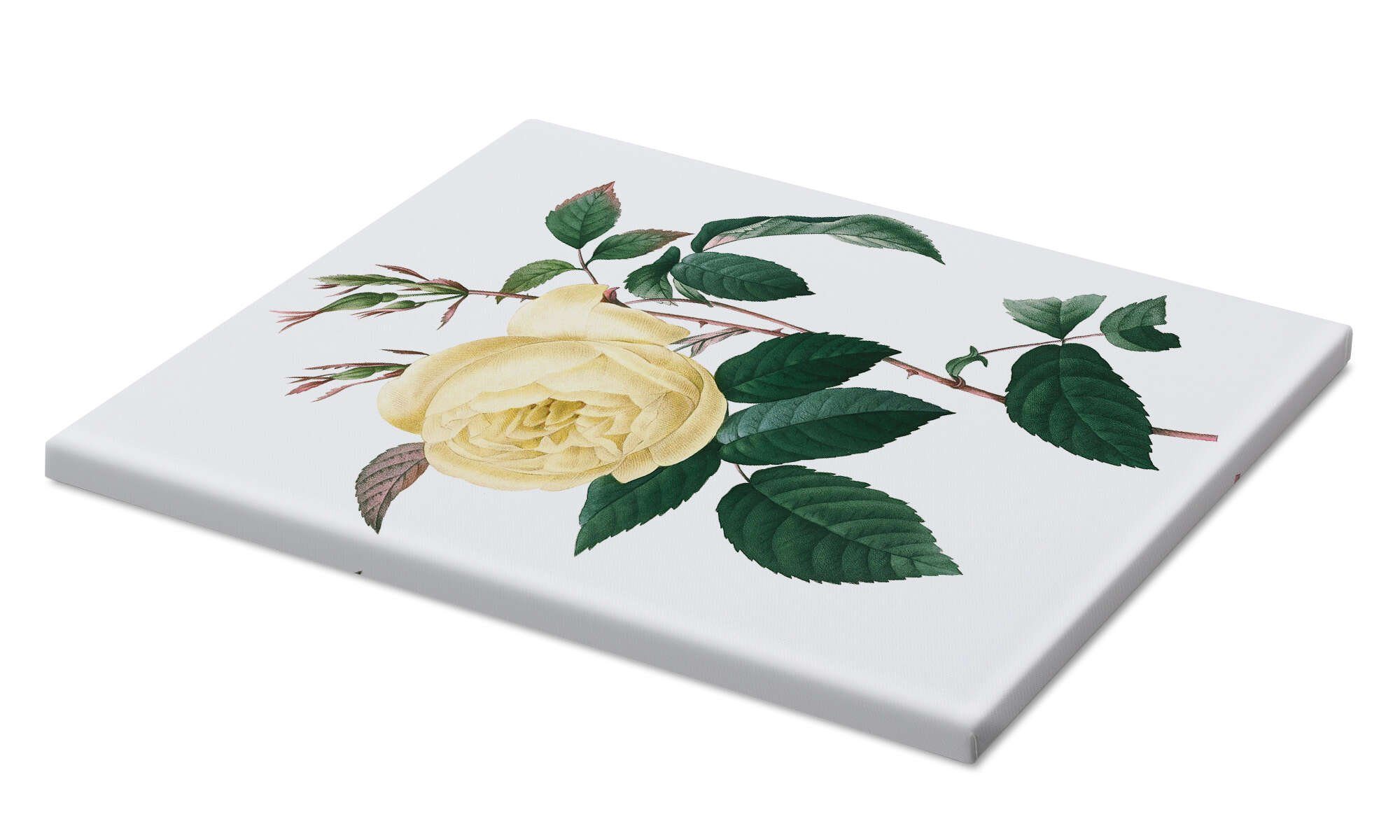 Posterlounge Wandbild Rosa indica, Pierre Joseph günstig online kaufen