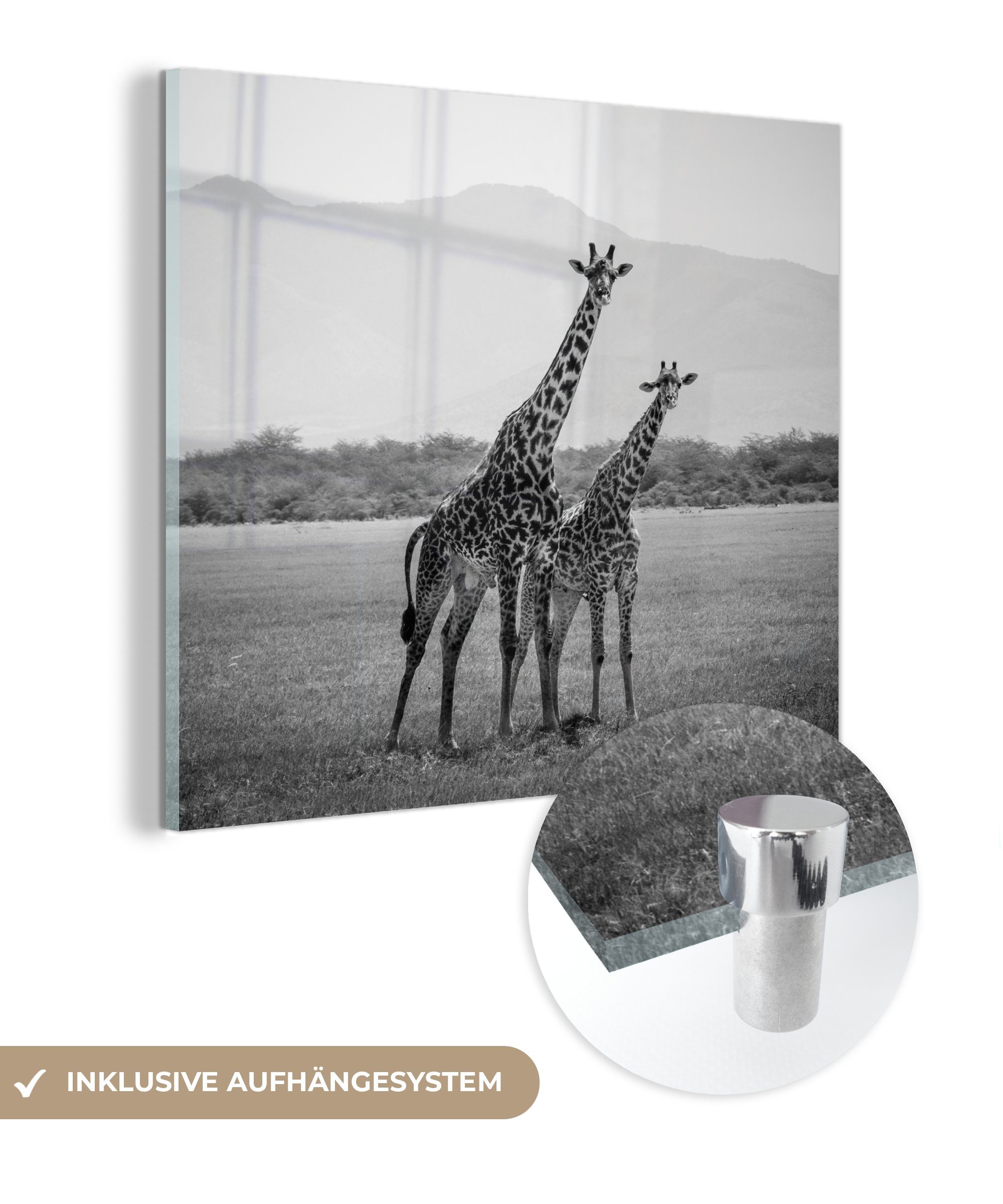 MuchoWow Acrylglasbild Zwei Giraffen stehen in einem Feld in Schwarz und Weiß, (1 St), Glasbilder - Bilder auf Glas Wandbild - Foto auf Glas - Wanddekoration