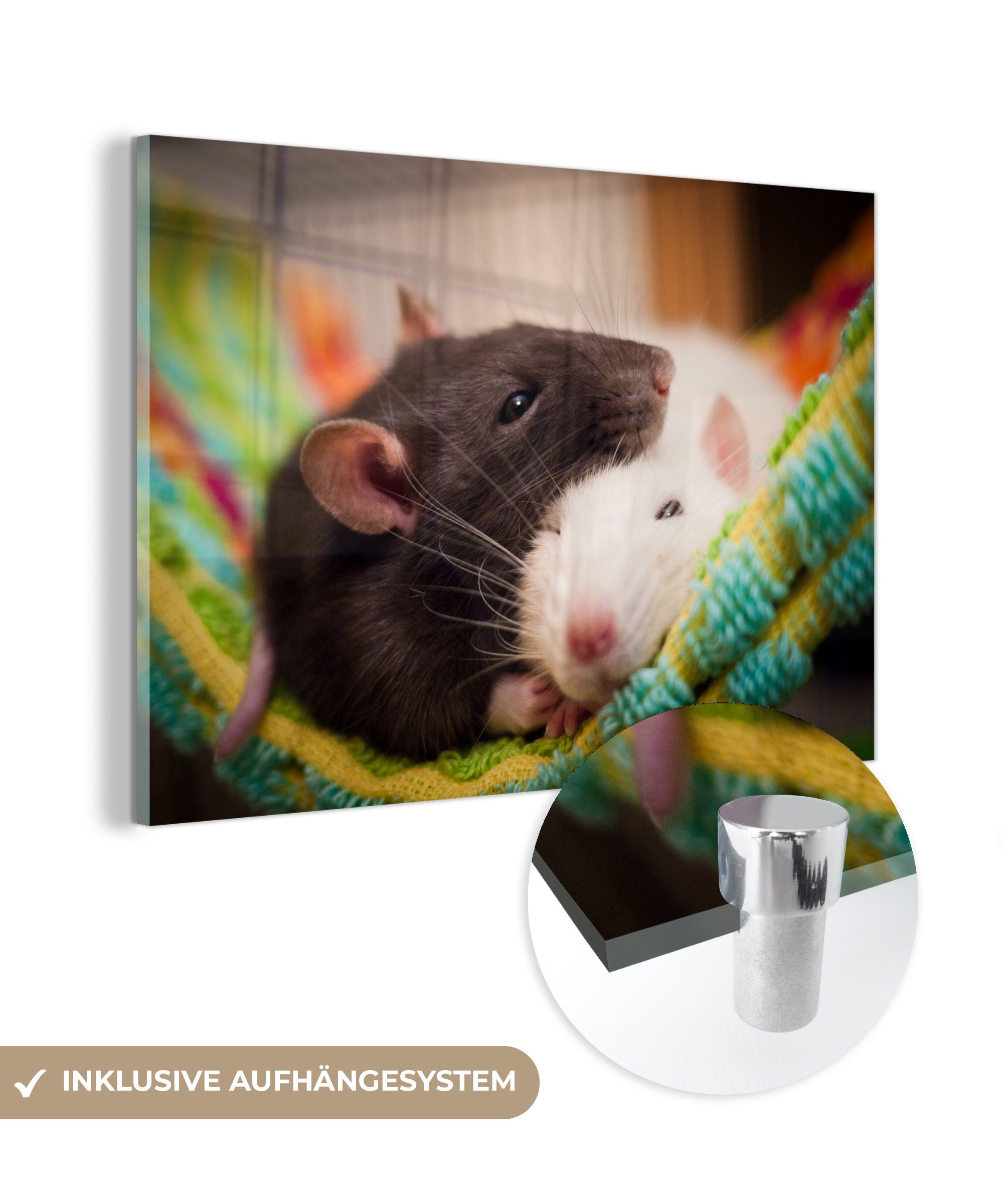 MuchoWow Acrylglasbild Zwei Ratten in einer Decke, (1 St), Acrylglasbilder Wohnzimmer & Schlafzimmer