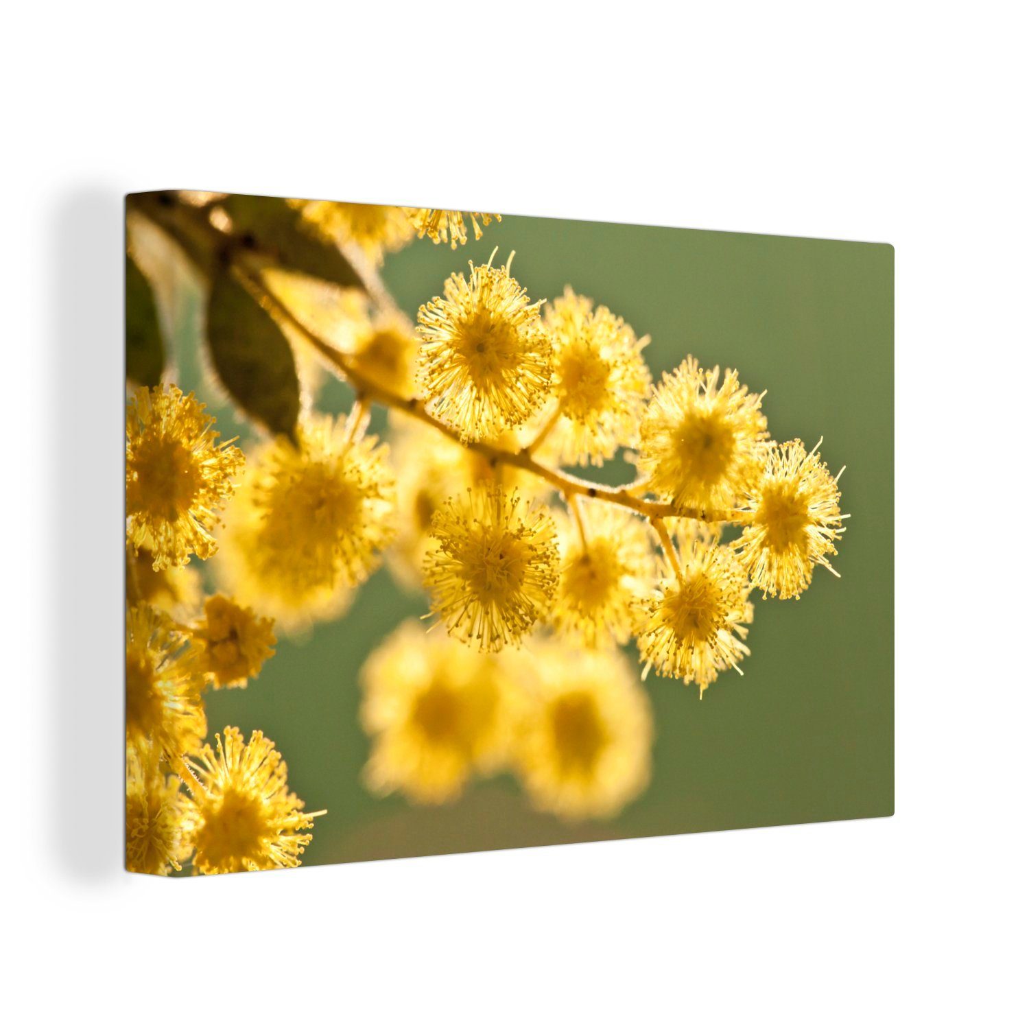 OneMillionCanvasses® Leinwandbild Nahaufnahme von gelben Akazienblüten vor einem grünen Hintergrund, (1 St), Wandbild Leinwandbilder, Aufhängefertig, Wanddeko, 30x20 cm
