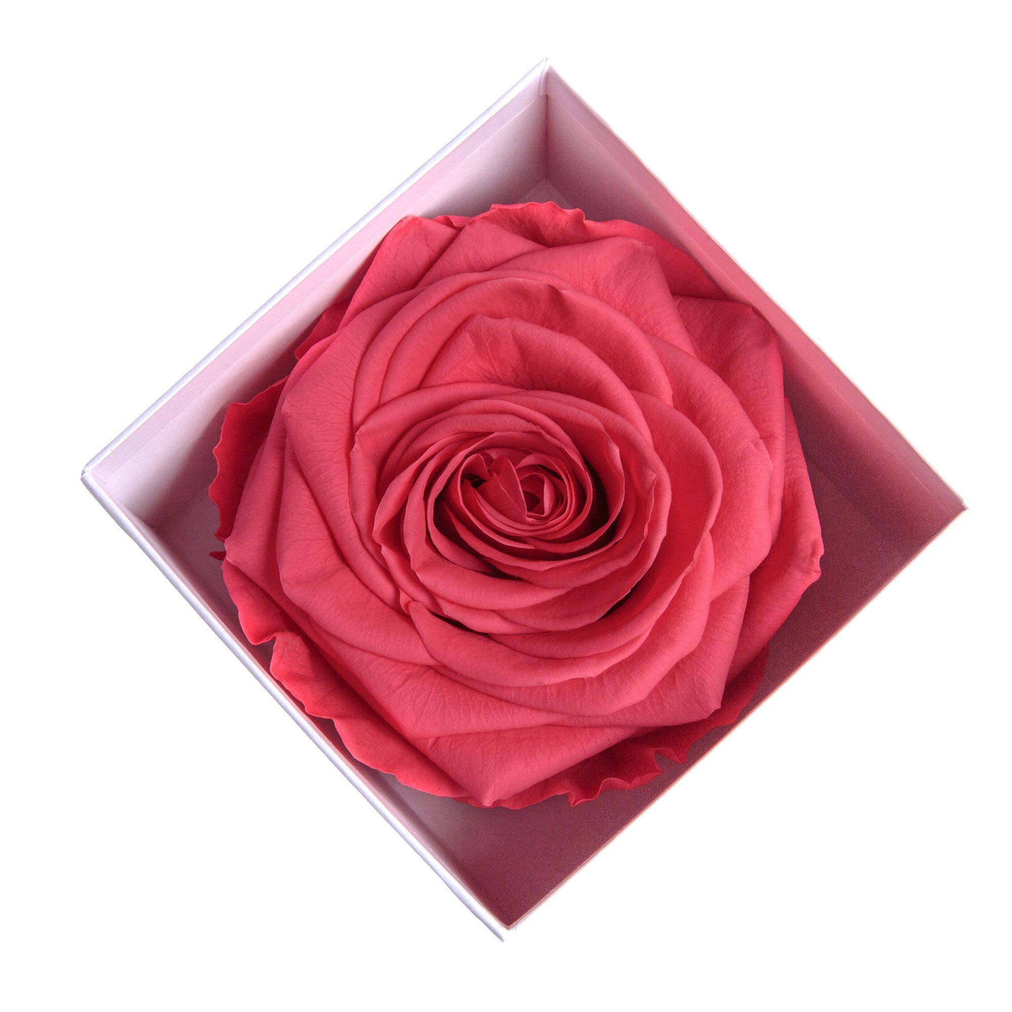 SCHULZ I Höhe Box zu pink Valentinstag Liebesbeweis Rose Infinity 3 in ROSEMARIE cm, LOVE Jahre Heidelberg, 6 weiß Geschenk Kunstblume YOU Frauen Rose bis haltbar Rose,