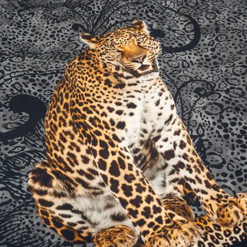 Bettwäsche Mako-Baumwolle, Traumschloss, Mako-Satin, 2 teilig, Leopard Großkatze Raubkatze