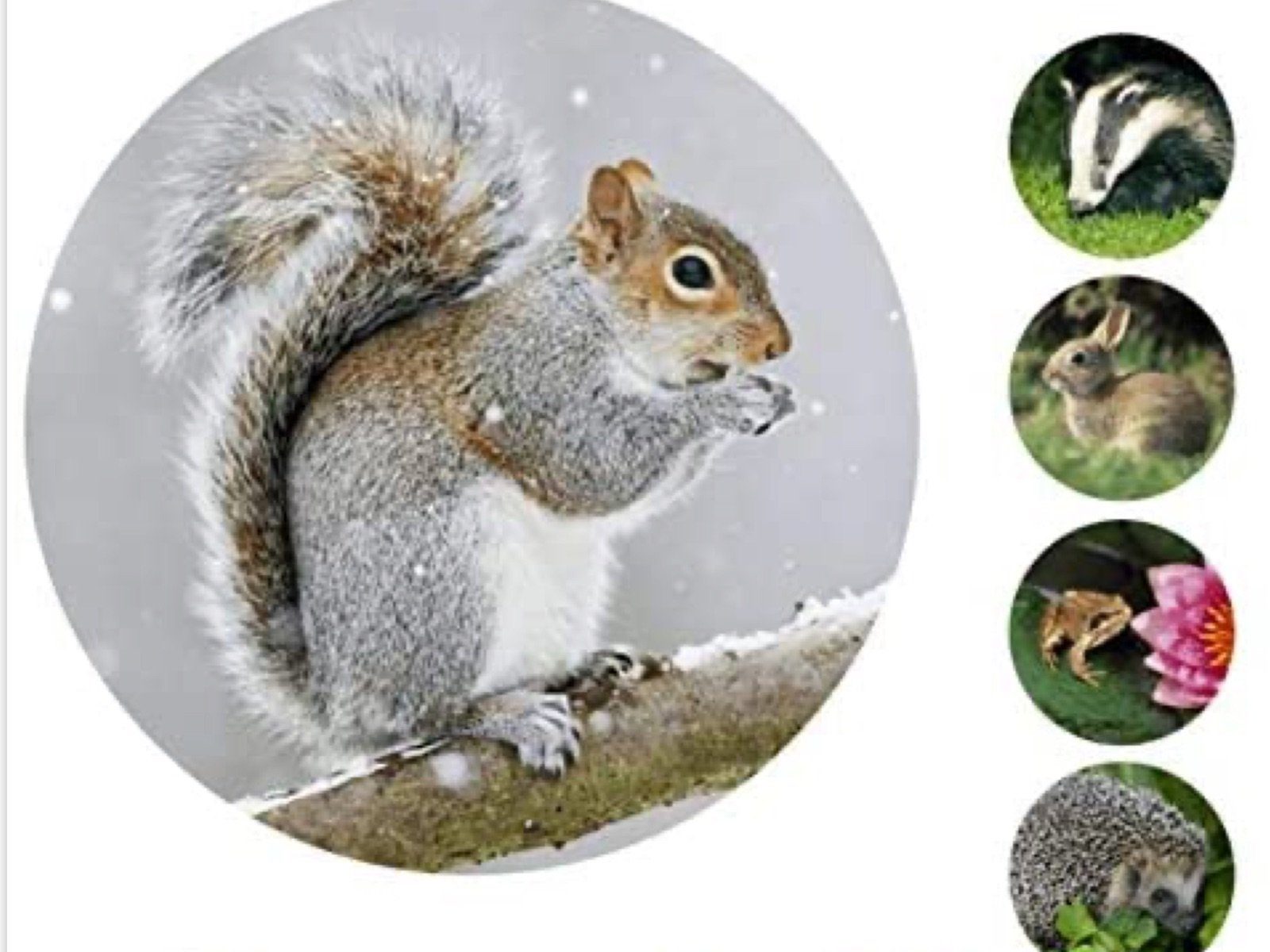 LK Trend & Style Sticker Tolle Sticker Waldtiere und Wildtiere als Aufkleber versch. Sets, (Selbstklebende Tiersticker 19mm Durchmesser 2-tlg), z.B. Schulmäppchen -Hefte, Handy, Laptop, Möbel, etc...