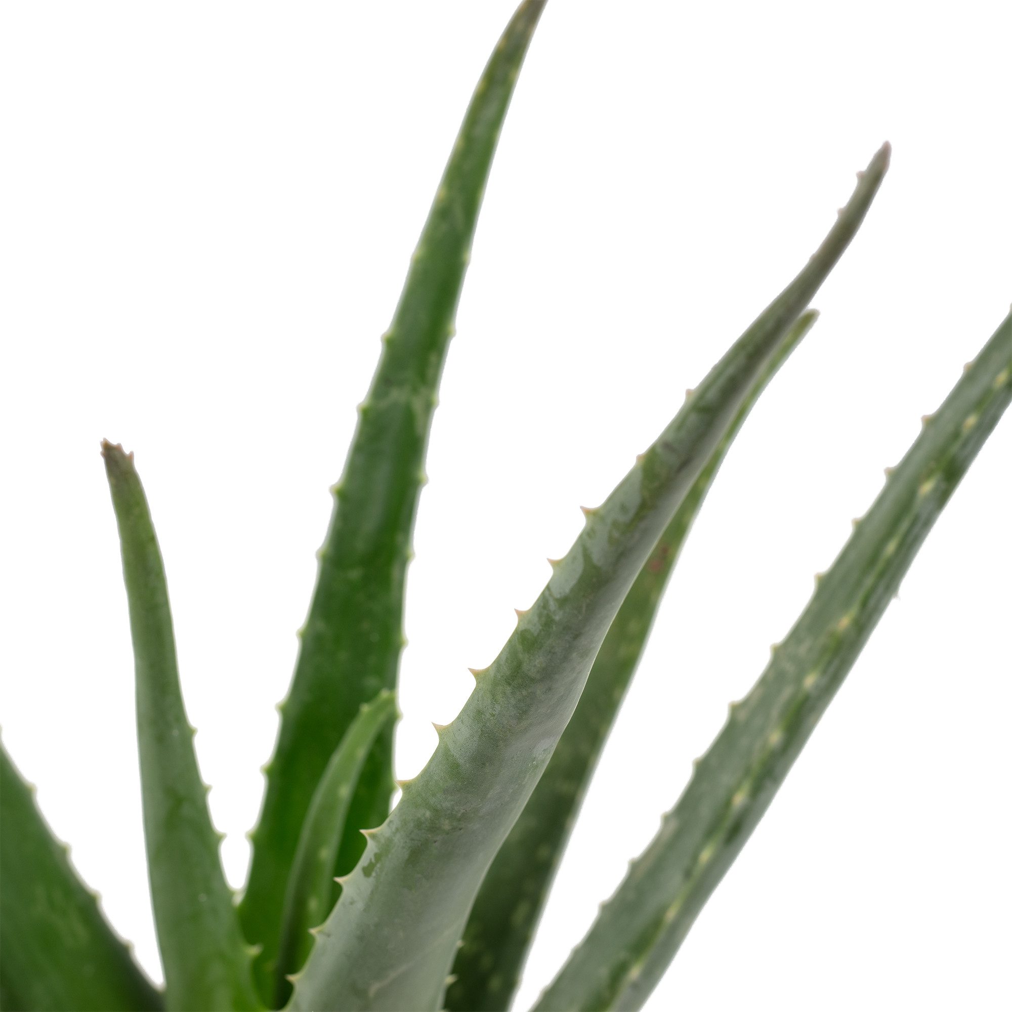 Flowerbox Zimmerpflanze Echte Aloe - Aloe vera, pflegeleicht - Höhe ca. 40 cm, Topf-Ø 12 cm – Bild 5 von 5