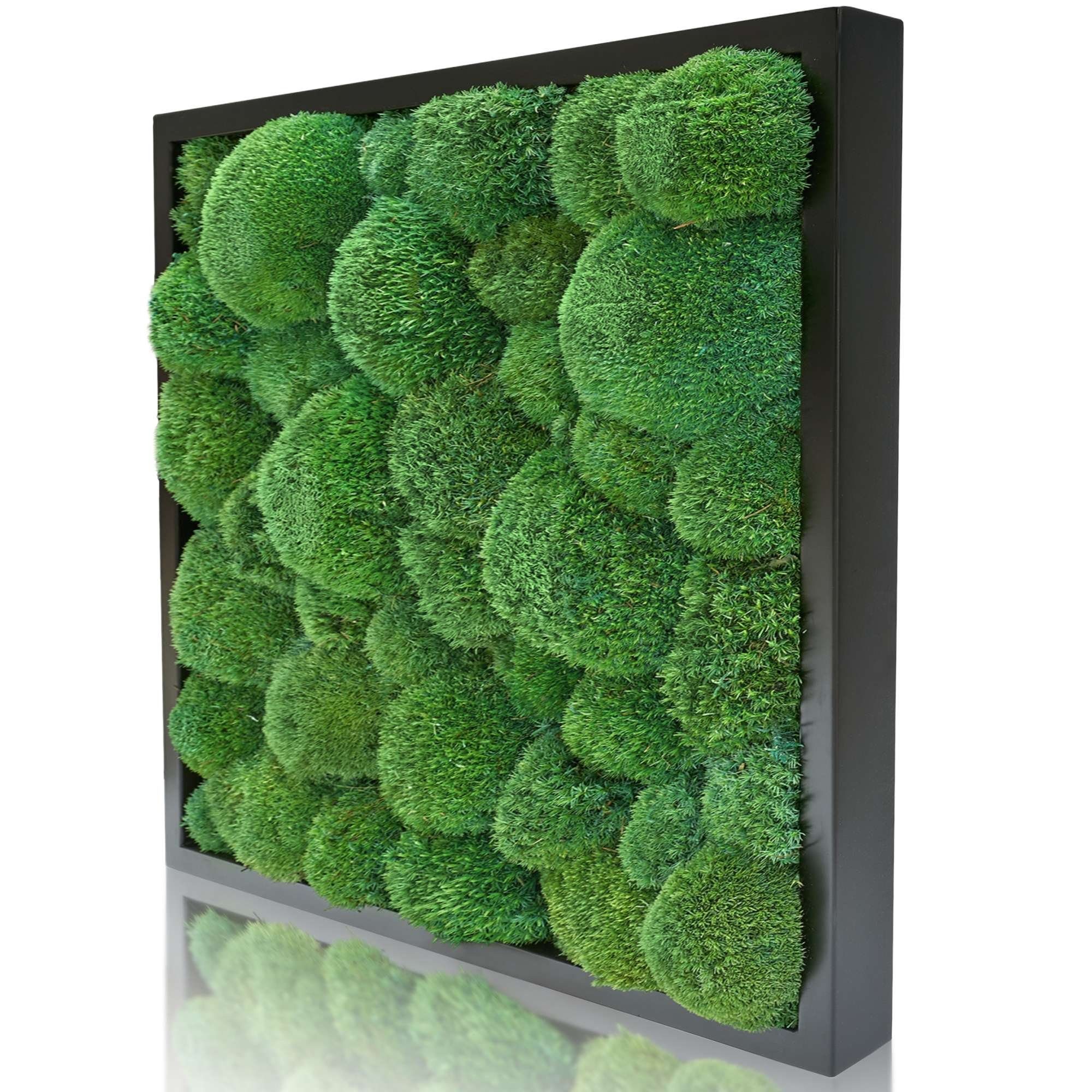 naturewalls Bild Moosbild Kugelmoos - Pflanzenbild günstig online kaufen