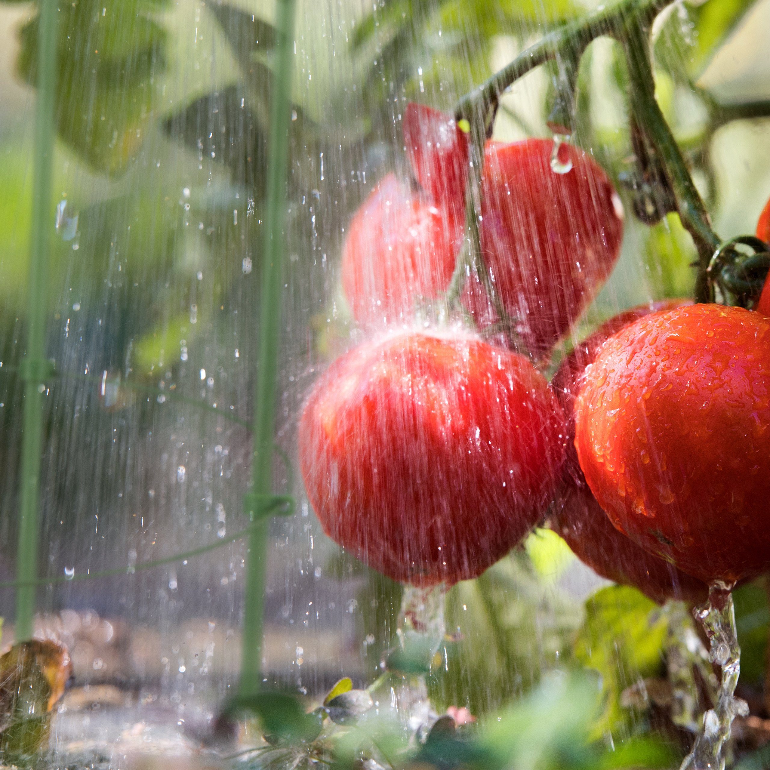 relaxdays Rankhilfe Tomaten 2er Set, 2 St. – Bild 3 von 5