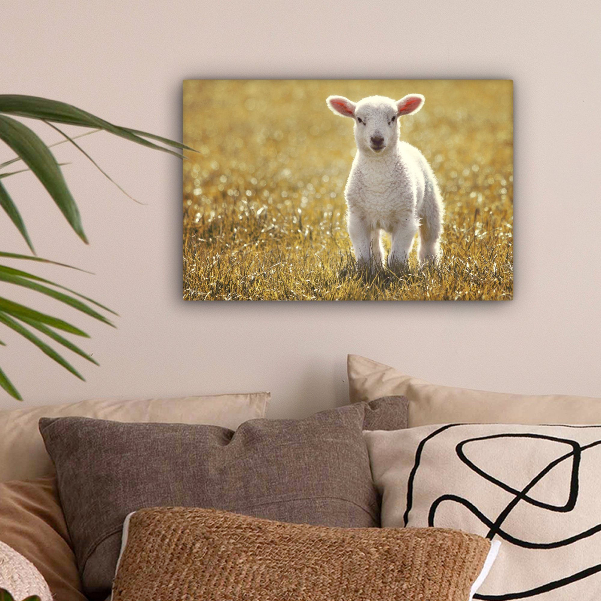 OneMillionCanvasses® Leinwandbild Schafe - Gras - Sonne, Fotodruck (1 St), günstig online kaufen