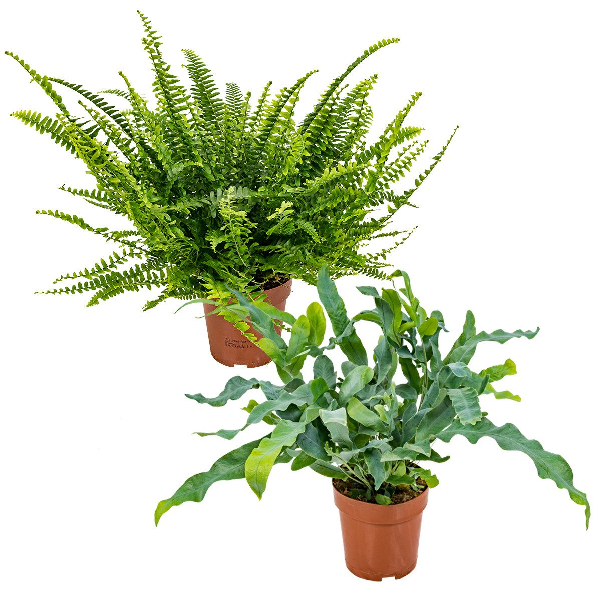 Bloomique Zimmerpflanze 2x Zimmerfarn - Nephrolepis Green Lady - Phlebodium Blue Star - Schwer, 2 St.