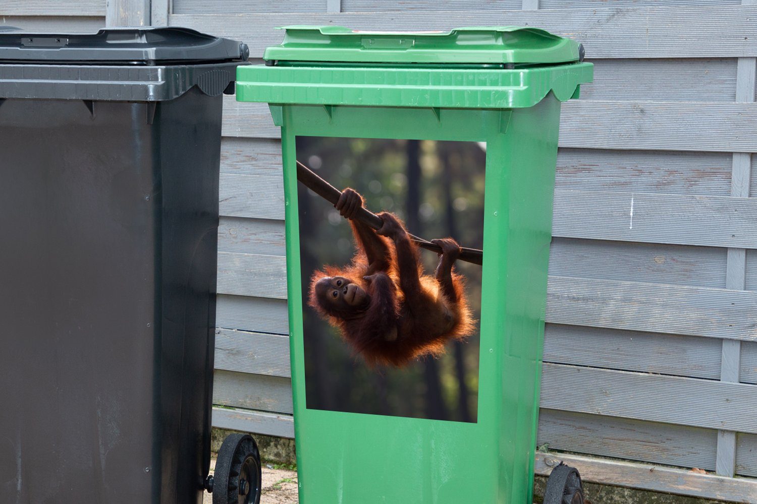 hängt an Mülleimer-aufkleber, einem Mülltonne, (1 Orang-Utan Junger Ast Abfalbehälter Wandsticker MuchoWow St), Container, Sticker,