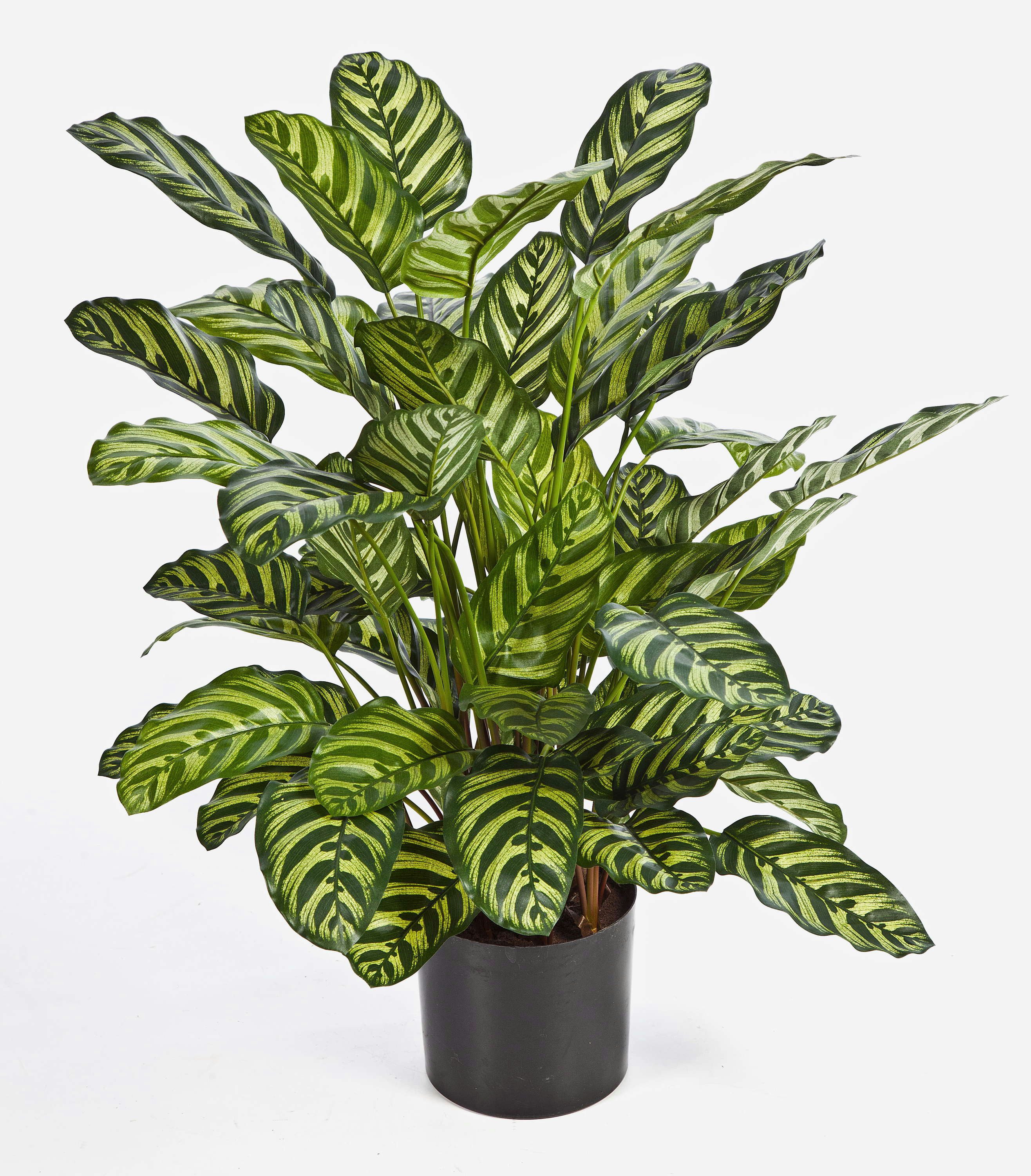 Künstliche Zimmerpflanze Künstliche Calathea Badu, 65 Blätter, grün-gelb, 80cm Calathea (Calathea makoyana), artplants, Höhe 80.0 cm
