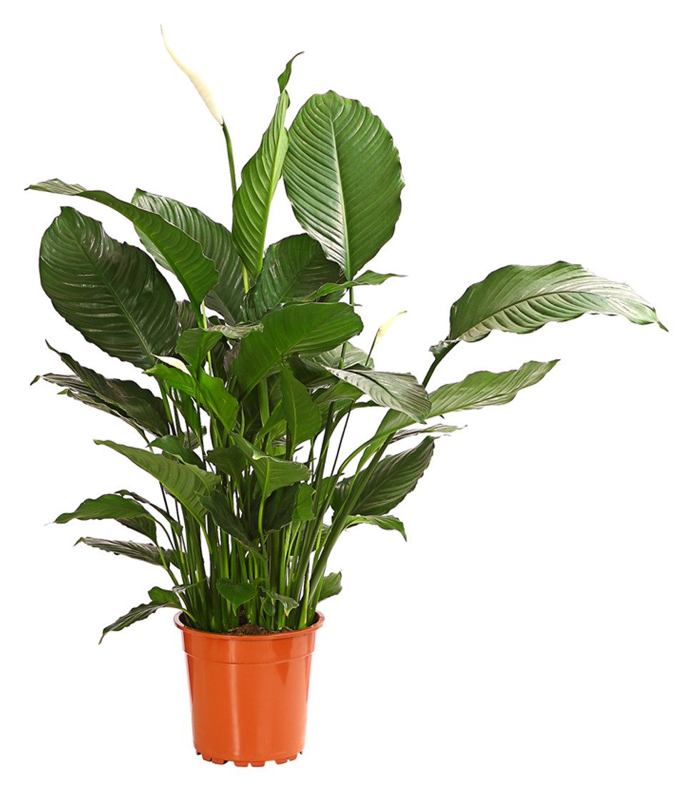 Dehner Zimmerpflanze Zimmerpflanze, Spathiphyllum, luftreinigend
