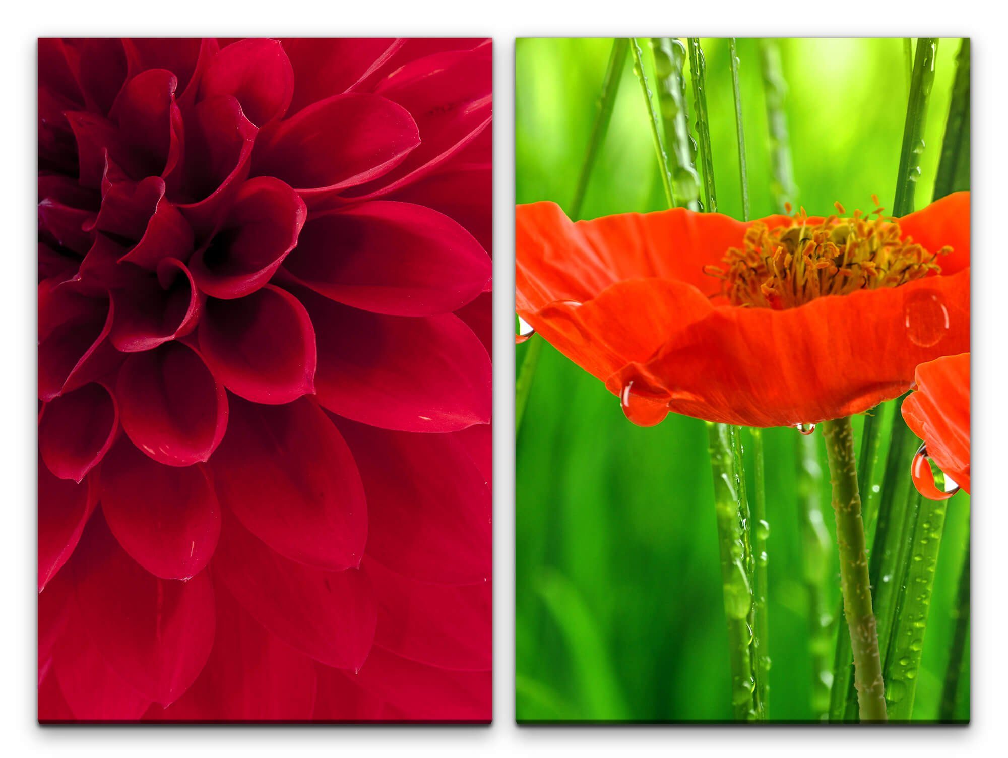 Sinus Art Leinwandbild 2 Bilder je 60x90cm Dahlie rote Blüte Mohnblume Morgentau Sommer Flora Frisch