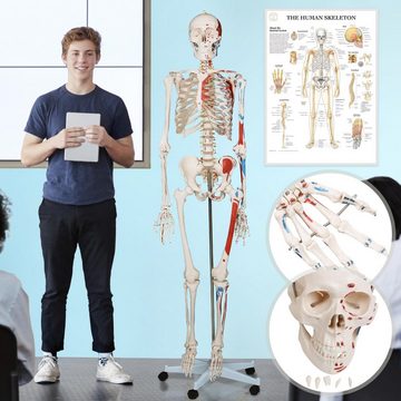 Jago Dekoobjekt Menschliches Anatomie Skelett 181.5 cm - mit Muskelbemalungdetails