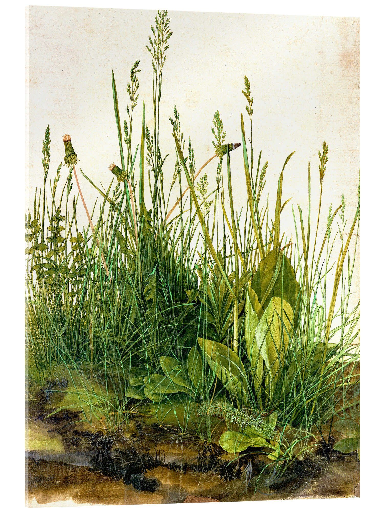 Acrylglasbild Albrecht Dürer