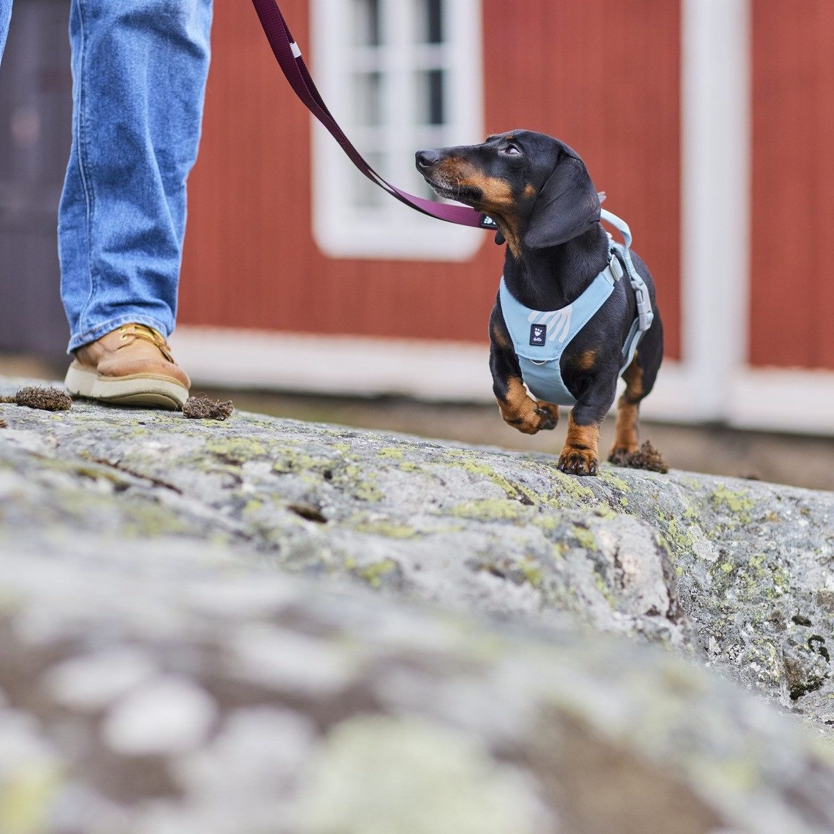HURTTA Hunde-Geschirr Hundegeschirr Seeker Harness stream
