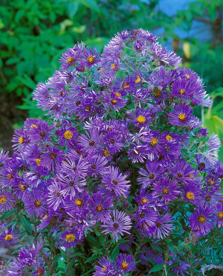 Pflanzen für Dich Staude Aster novi-belgii Sarah Ballard, 1 St., Glattblatt-Aster, Neubelgien-Aster