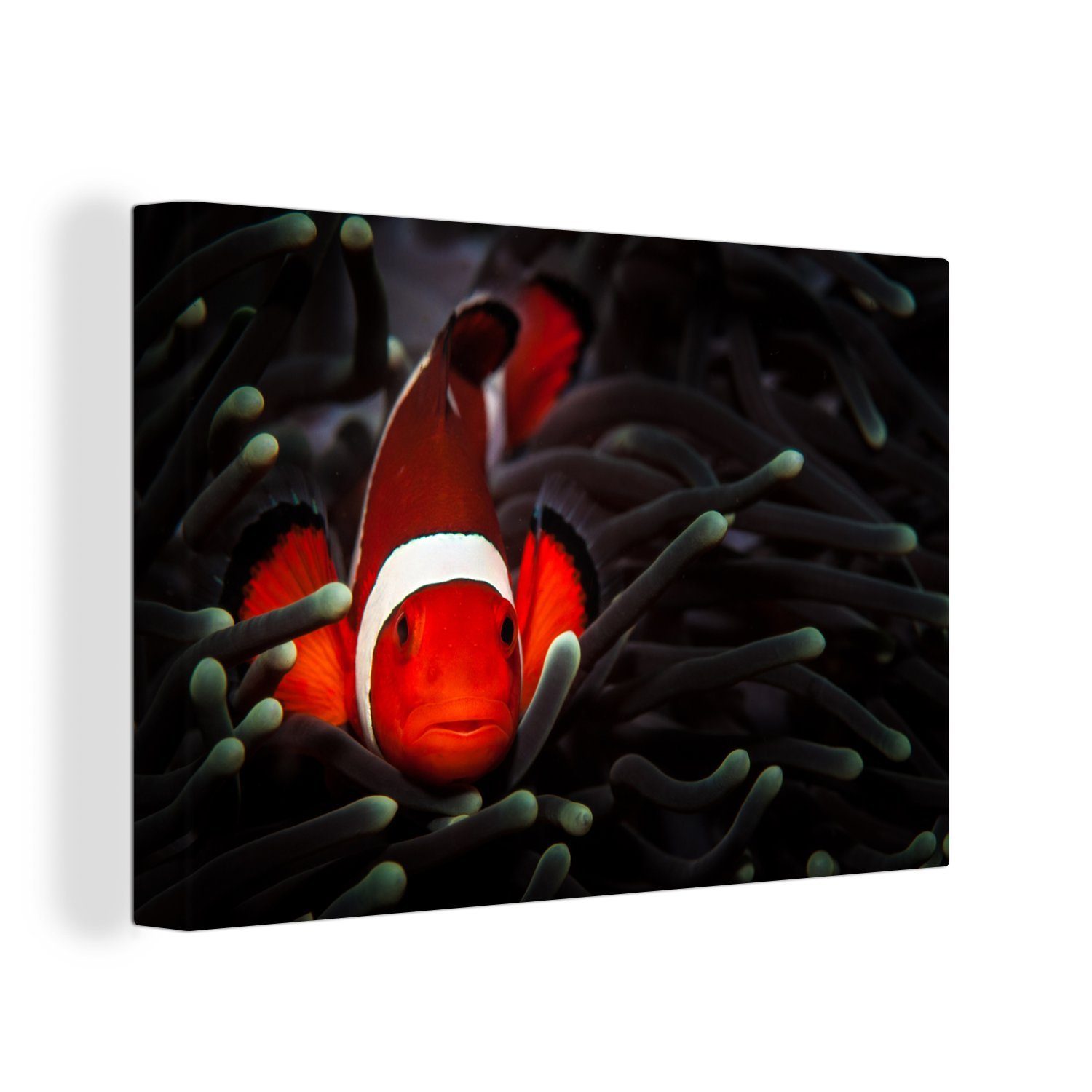 OneMillionCanvasses® Leinwandbild Fisch - Philippinen - Orange, (1 St), Wandbild Leinwandbilder, Aufhängefertig, Wanddeko, 30x20 cm