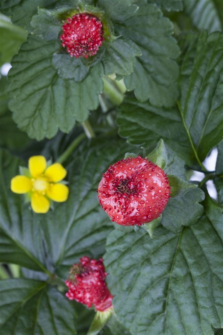 Pflanzen für Dich Staude Duchesnea indica, 1 St., Indisches Scheinerdbeer, Scheinerdbeere