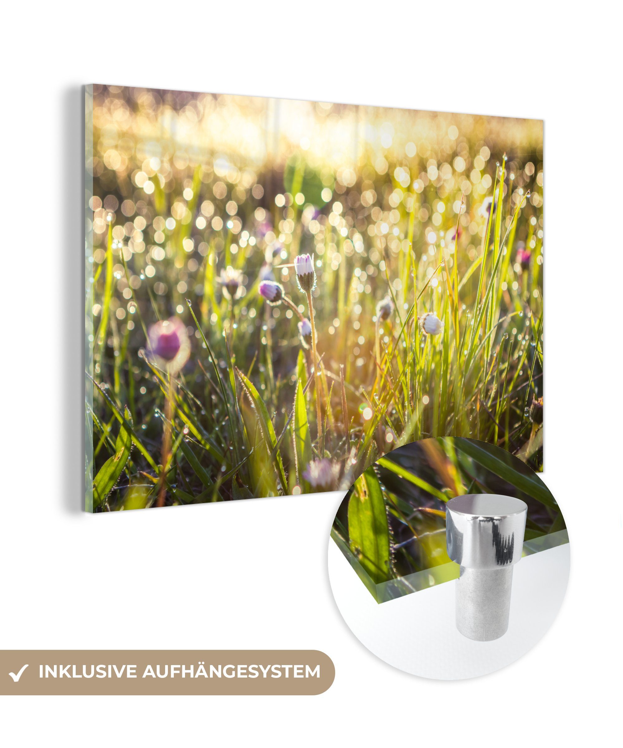 MuchoWow Acrylglasbild Gras - Blumen - Frühling, (1 St), Acrylglasbilder Wohnzimmer & Schlafzimmer