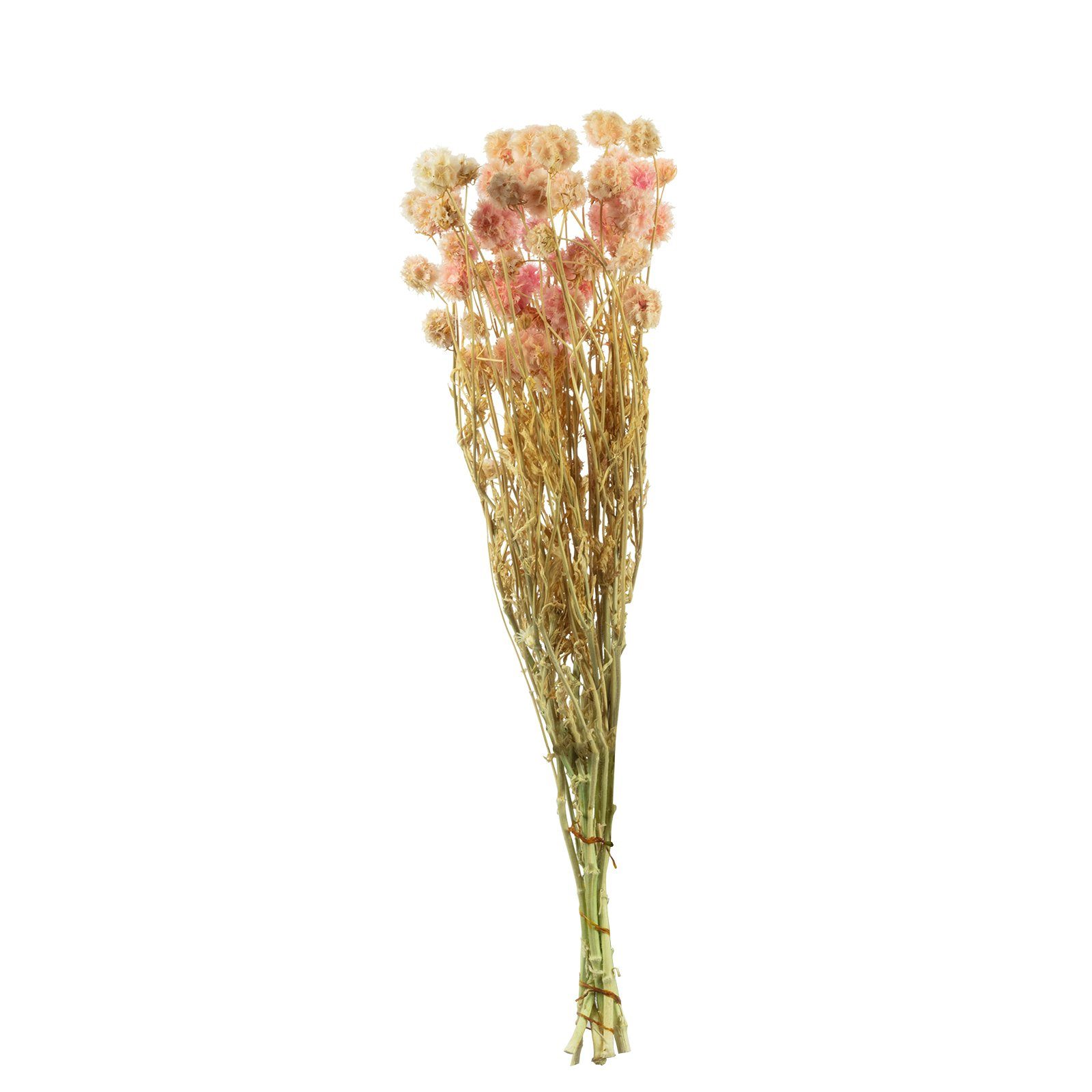 Trockenblume Skabiose Kugel mit Stiel - Länge ca. 70 cm - ca. 25 Blüten - hellrosa, Vosteen