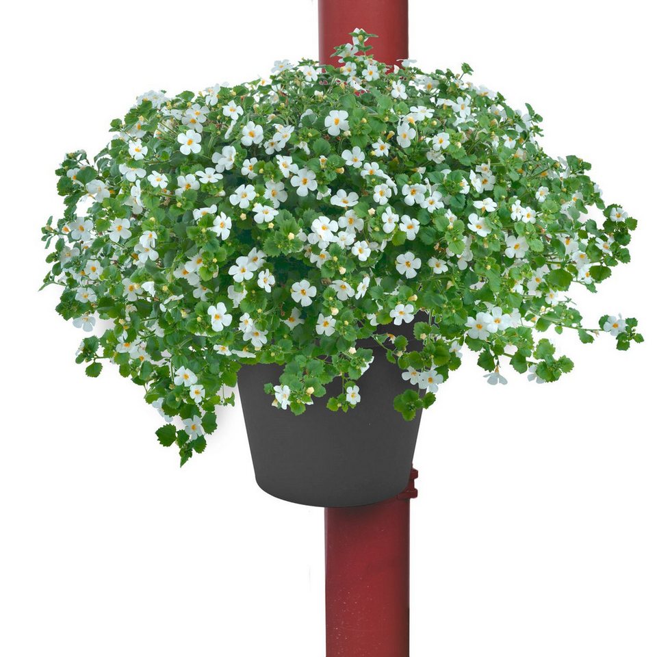 Thumbnail - Jelenia Plast Pflanzkübel Regenrohr-Pflanztopf schwarz Fallrohr Blumentopf Pflanzengefäß Garten (1 St)