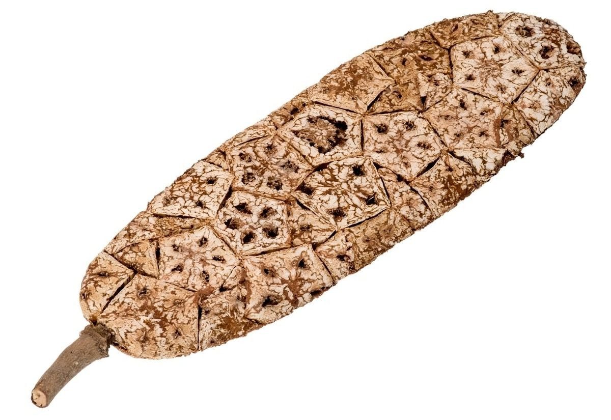 NaDeco Bastelnaturmaterial Korkfrucht flach, Länge ca. 20–30 cm, handgemacht aus