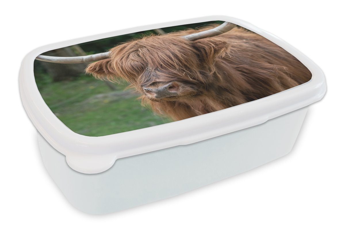MuchoWow Lunchbox Schottischer Highlander - Natur - Porträt, Kunststoff, (2-tlg), Brotbox für Kinder und Erwachsene, Brotdose, für Jungs und Mädchen weiß