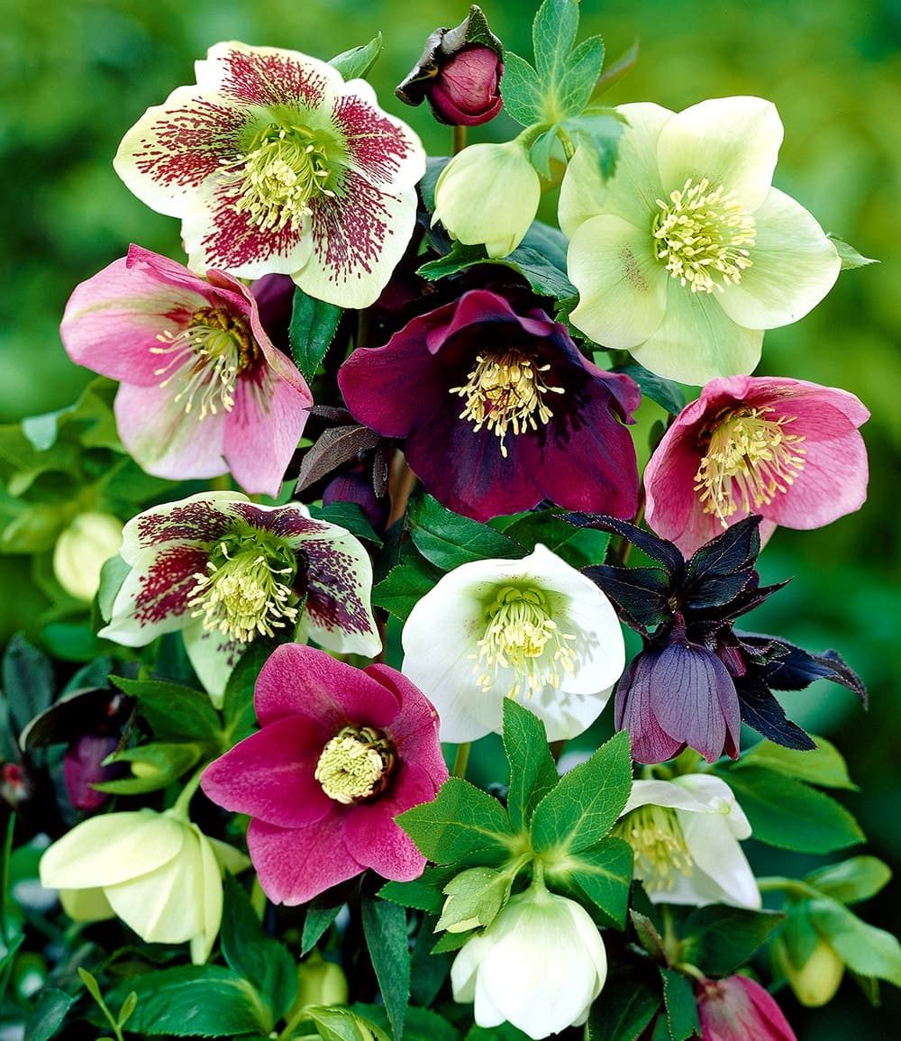 BALDUR Garten Rose Christrosen-Mix 'Winter Dreams', 3 St., Lenzrose, winterhart, immergrün