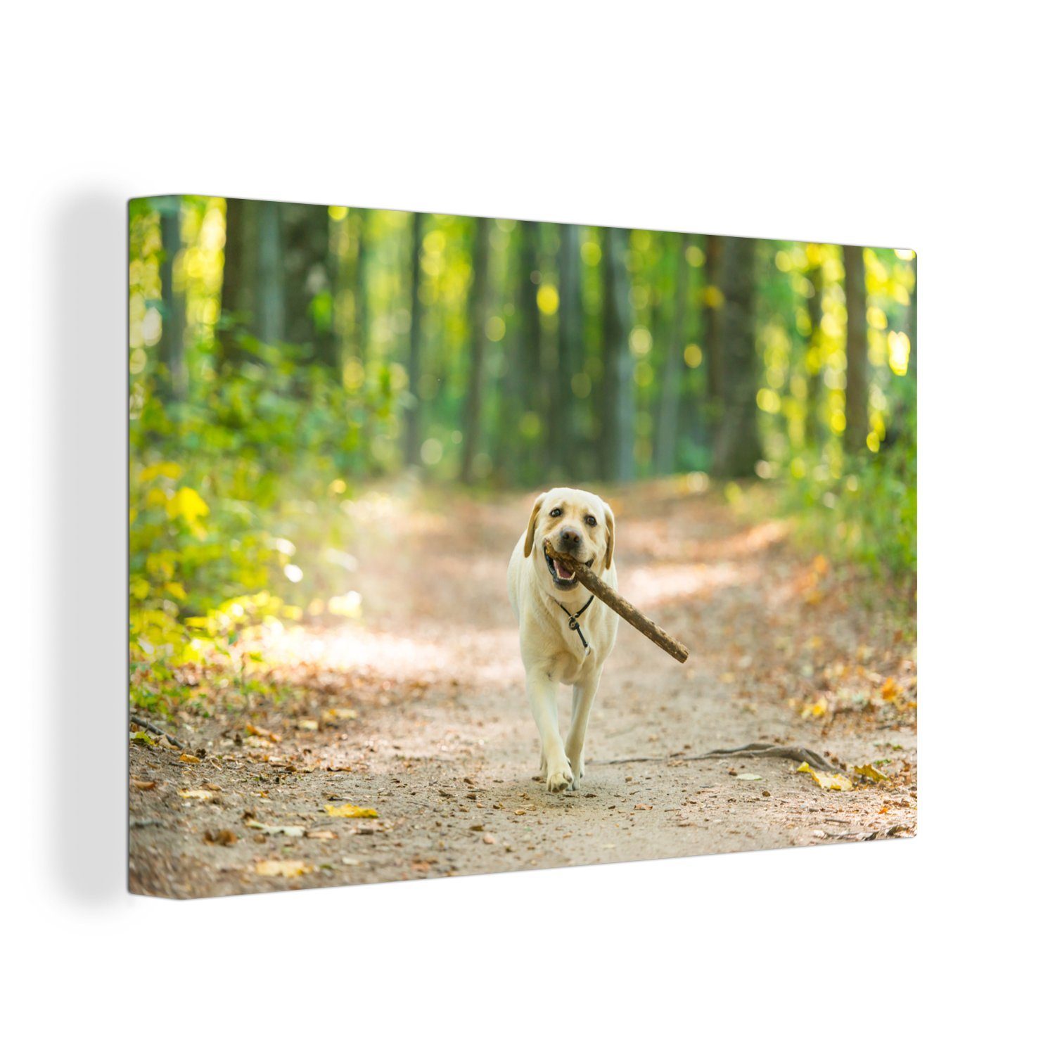 OneMillionCanvasses® Leinwandbild Hund - Wald - Bäume, (1 St), Wandbild Leinwandbilder, Aufhängefertig, Wanddeko, 30x20 cm