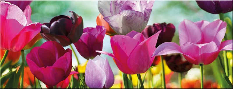 artissimo Glasbild Glasbild 80x30cm Bild aus Glas Blumen Tulpen bunt farbenfroh, Natur und Blumen: Blumenwiese im Frühling