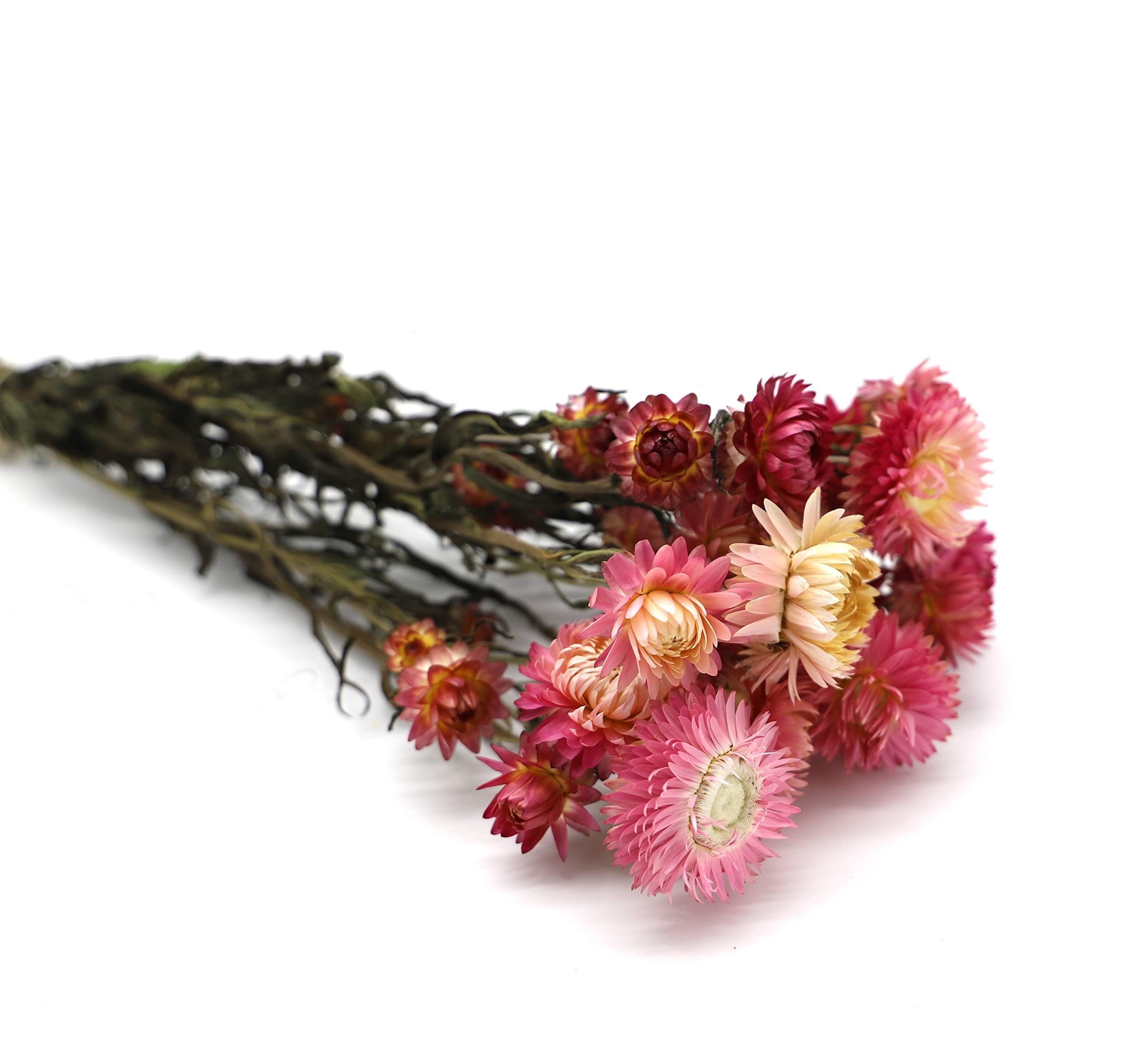 Trockenblume Helichrysum Blüten getrocknet mit Stiel - Rosa, Kunstharz.Art