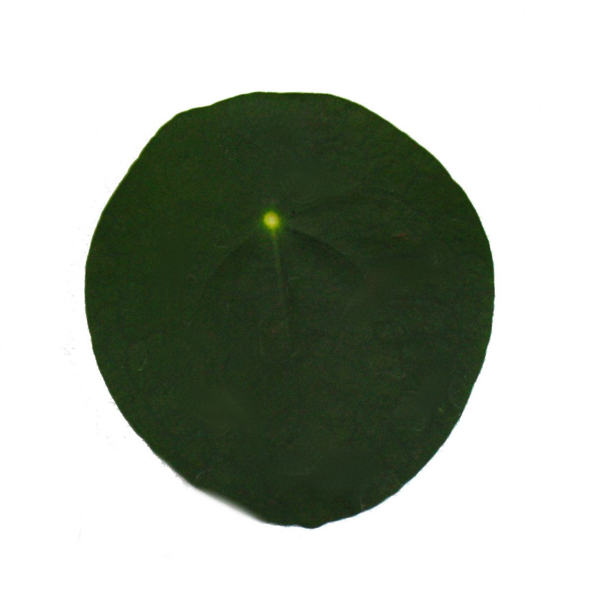 Exotenherz Zimmerpflanze Pilea peperomioides Glückstaler Chinesischer Geldbaum 11cm Topf