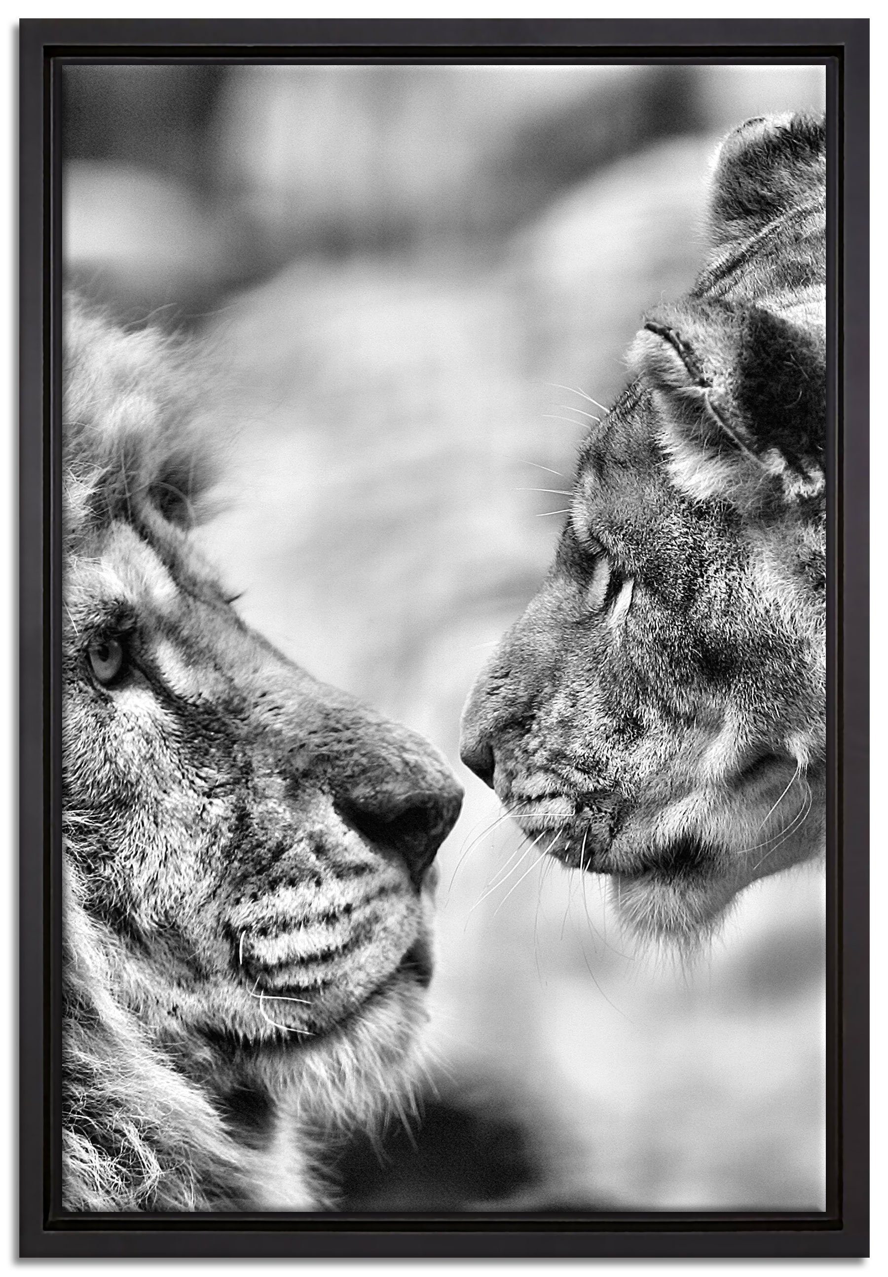 Pixxprint Leinwandbild Verliebtes Löwenpaar, Wanddekoration (1 St), Leinwandbild fertig bespannt, in einem Schattenfugen-Bilderrahmen gefasst, inkl. Zackenaufhänger