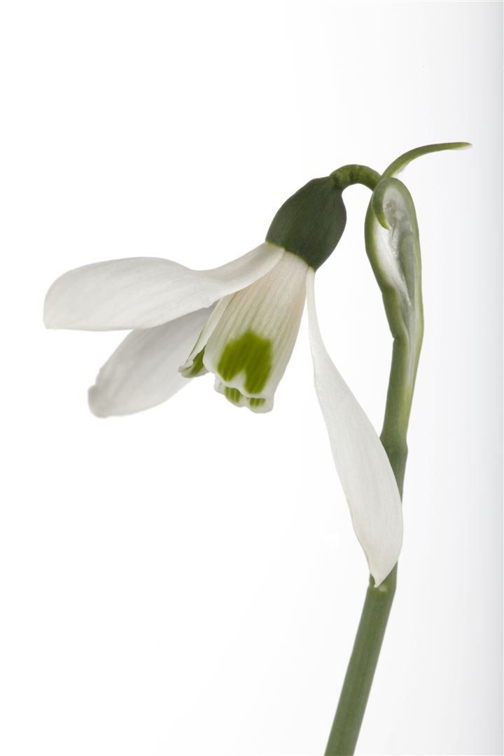 Pflanzen für Dich Staude Galanthus nivalis