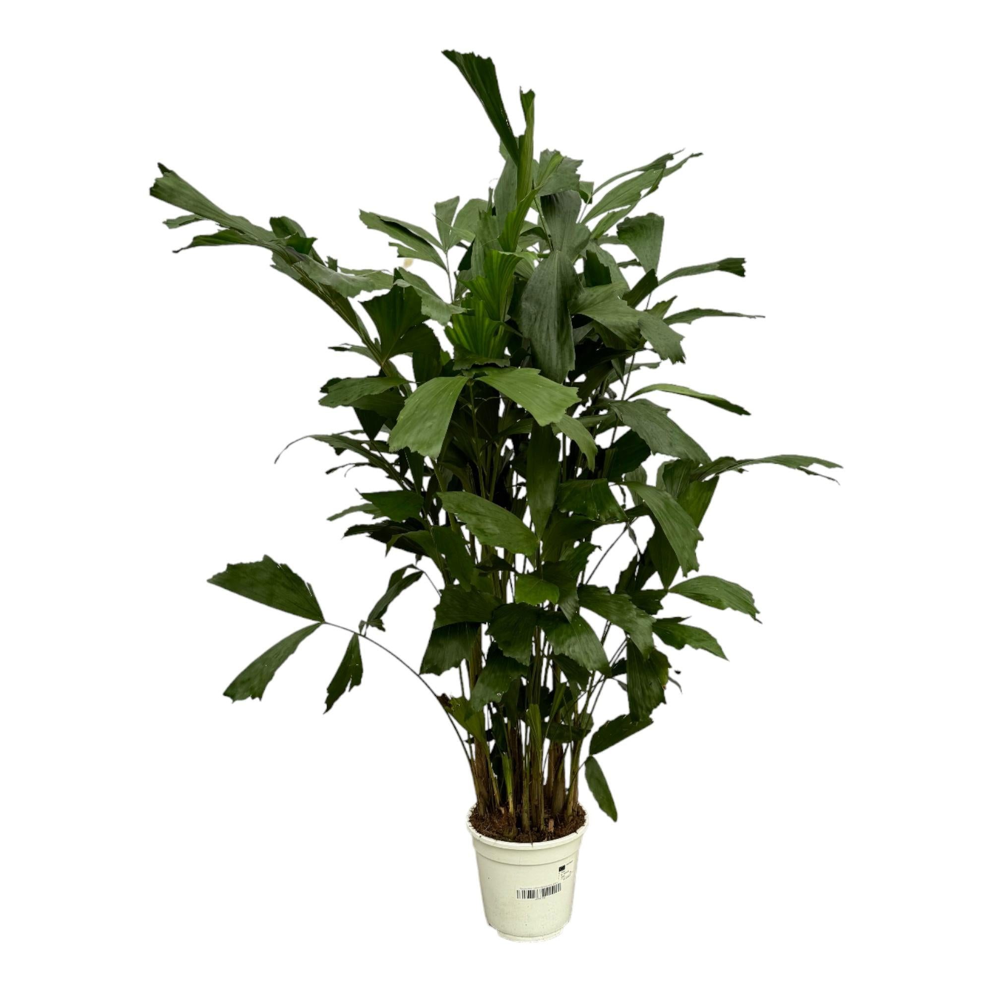 Florora Zimmerpflanze Caryota Mitis – Fischschwanzpalme – 120 cm – Topf 19 cm