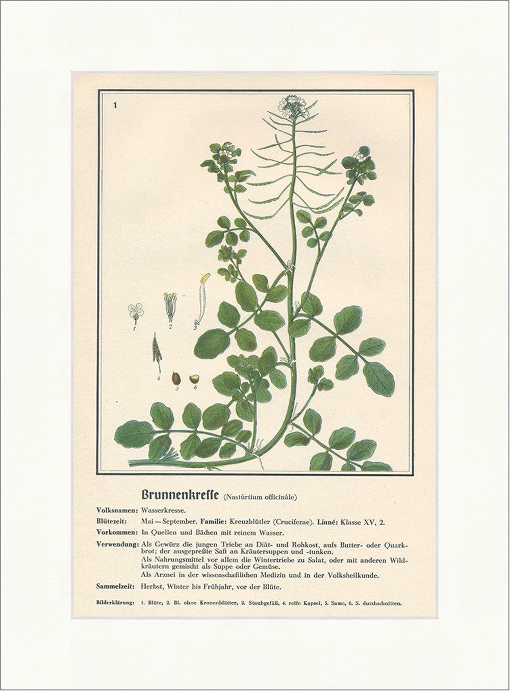 Kunstdruck Brunnenkresse Nasturtium öfficinade Kreuzblütler