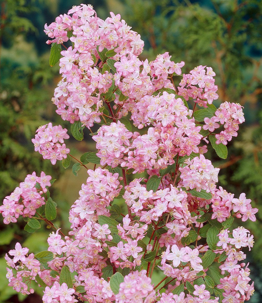 BALDUR Garten Zierstrauch Deutzie 'Mont Rose', 1 St., Sternstrauch, winterhart, kompakt, reichblühend, robust