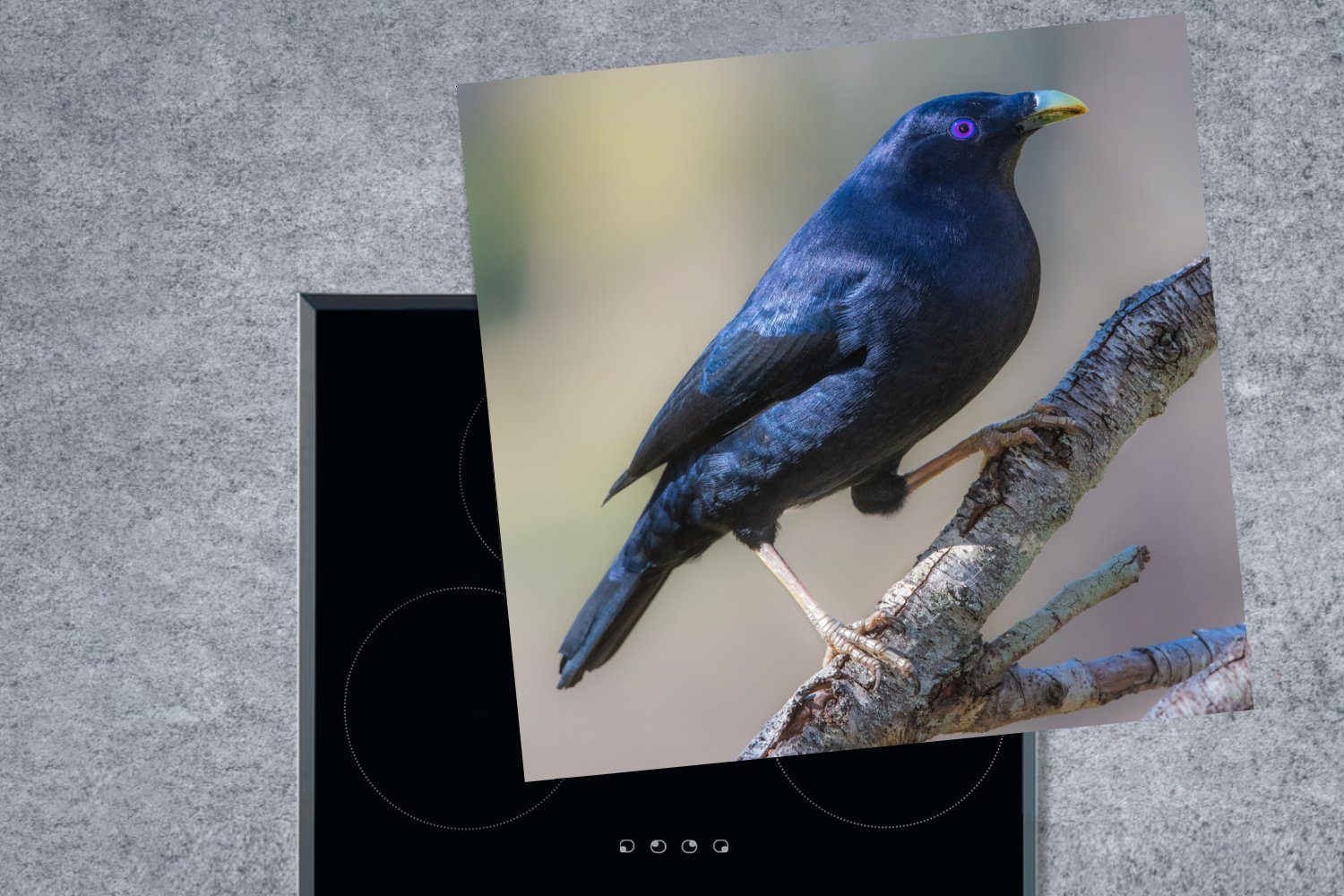 einem für küche 78x78 tlg), Zweig, Ceranfeldabdeckung, MuchoWow auf Vinyl, Herdblende-/Abdeckplatte (1 Blauer Laubenvogel cm, Arbeitsplatte