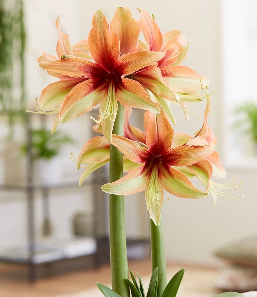 BALDUR Garten Zimmerpflanze Amaryllis 'Wild Amazone', 1 St., Ritterstern, mehrfarbig, pflegeleicht, langlebig, für Innenräume